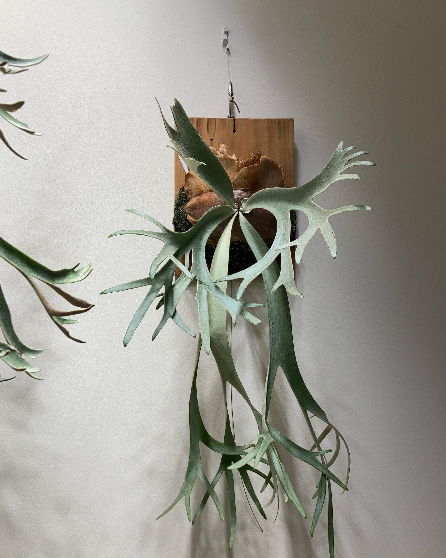 P.willinckii ‘yellow moon’ 今年中に化けそうな気がします。