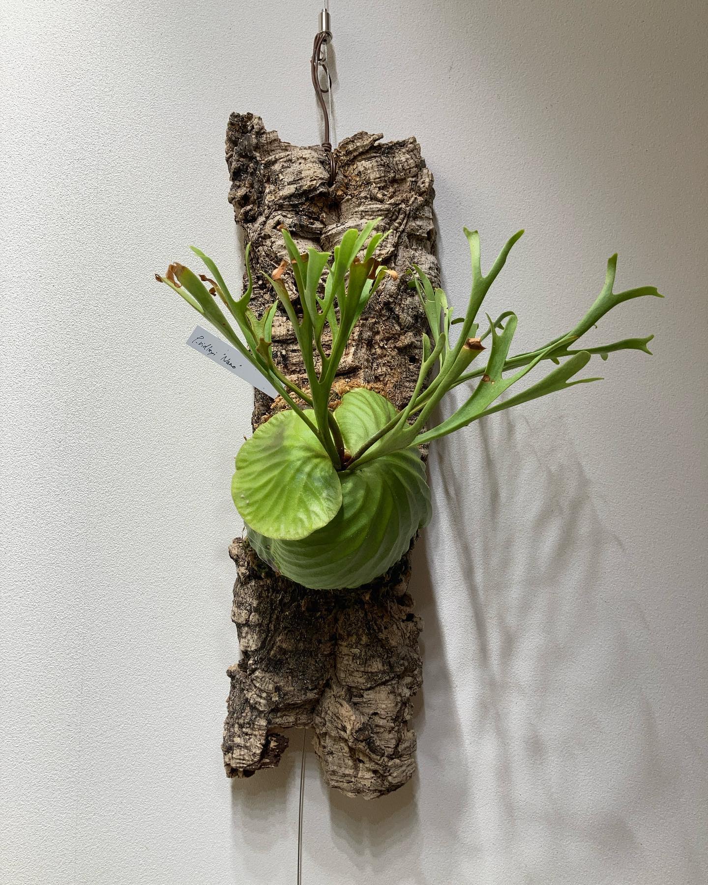 Platycerium Ridleyi Nano 次は胞子葉のようです。 雰囲気がガラッと変わるでし