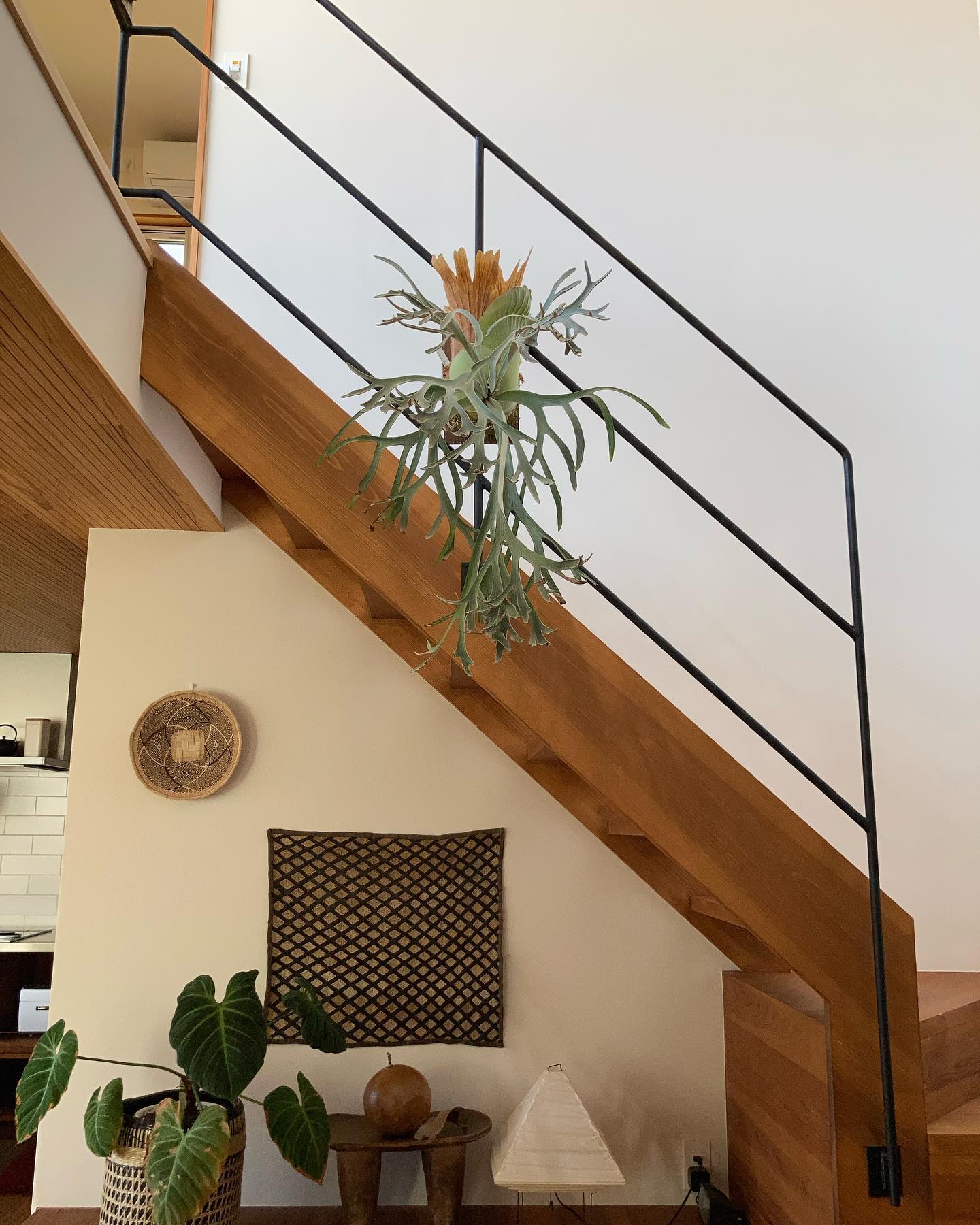 Moonlight in the building これはタイで作出されたP.willinckii 