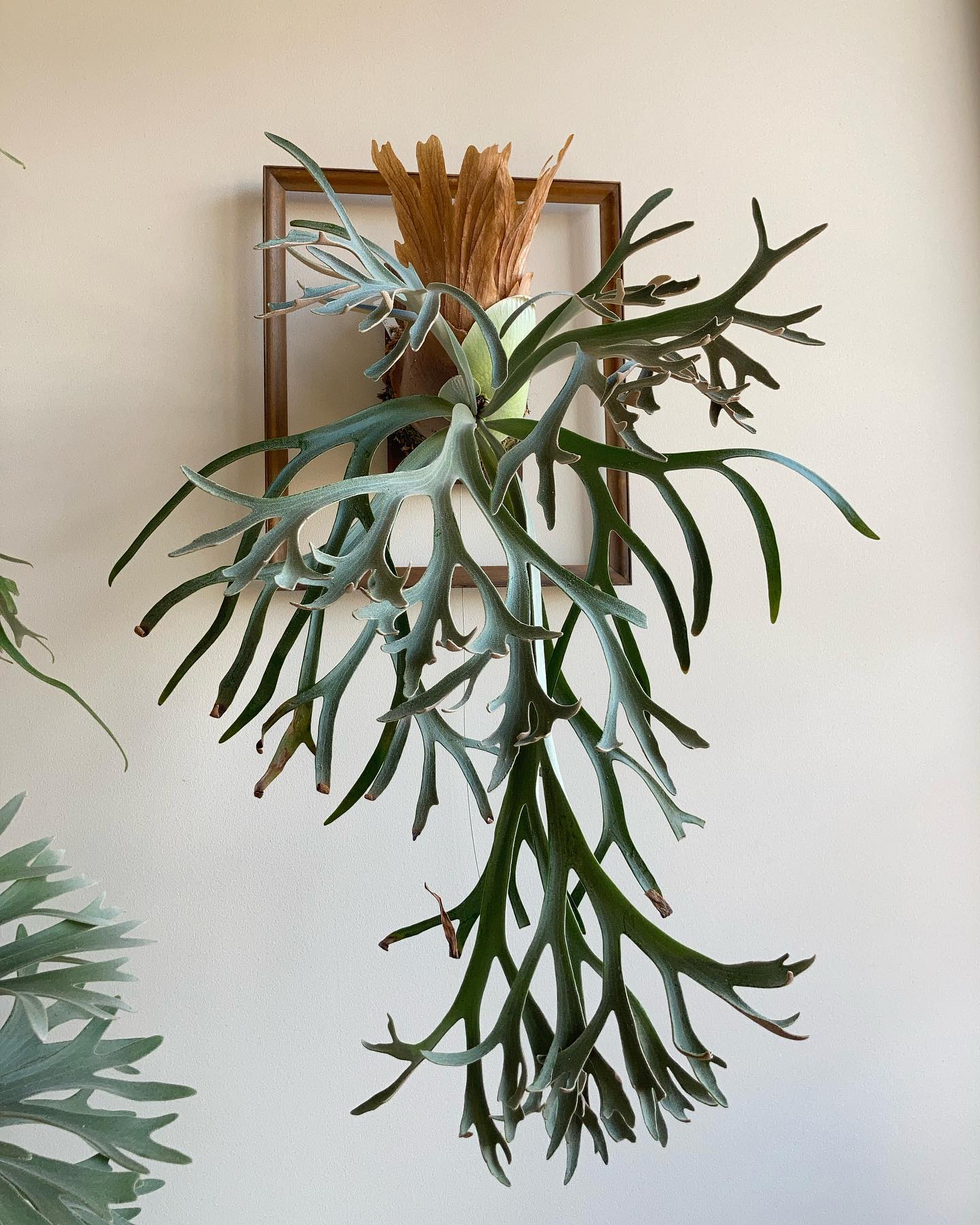 P.willinckii moonlight やっぱりいいですね。 めっちゃ好きなビカク。 まだ余力