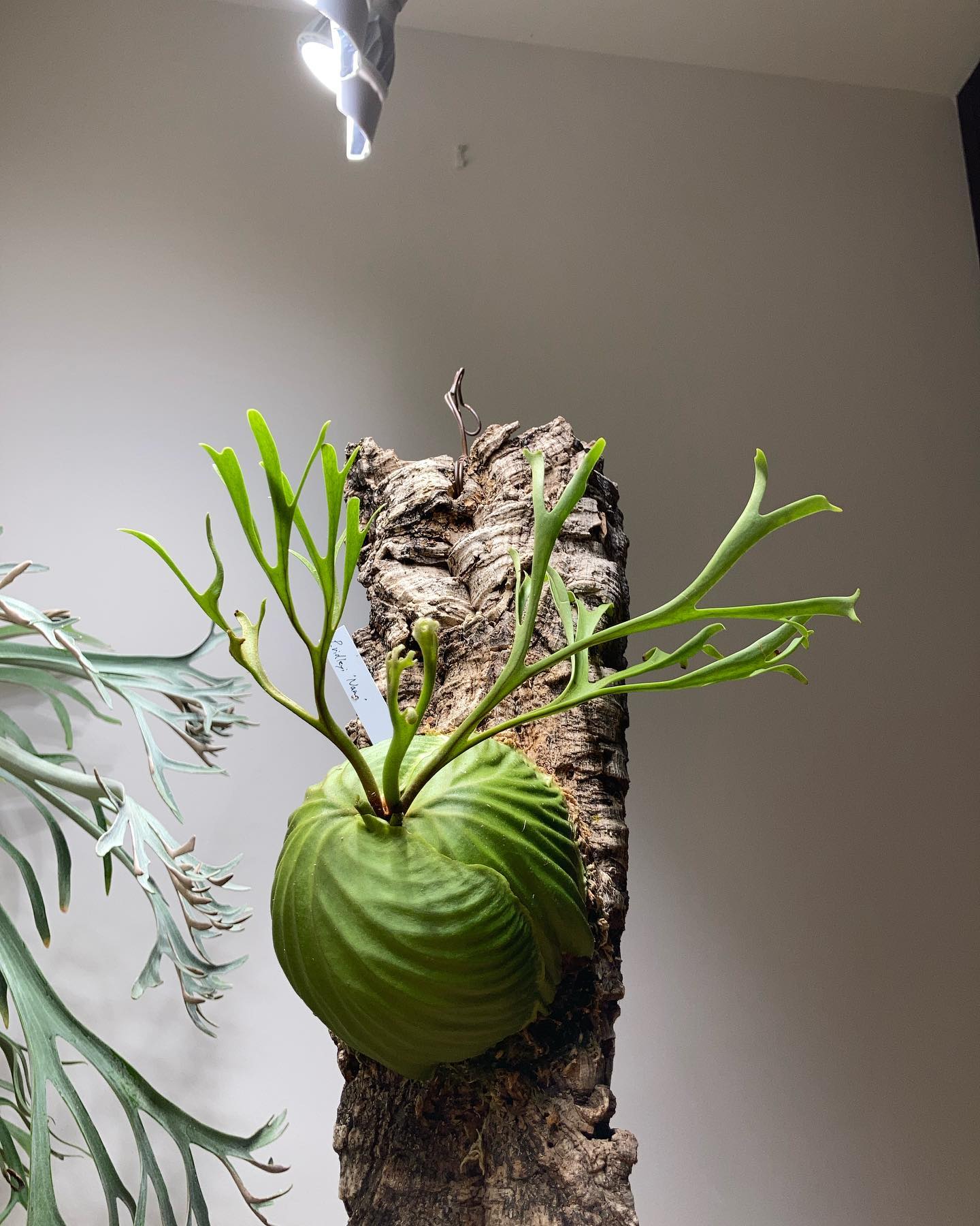 Platycerium ridleyi nano ほんと素晴らしいビカク 樹祭で見かけたら是非手に取