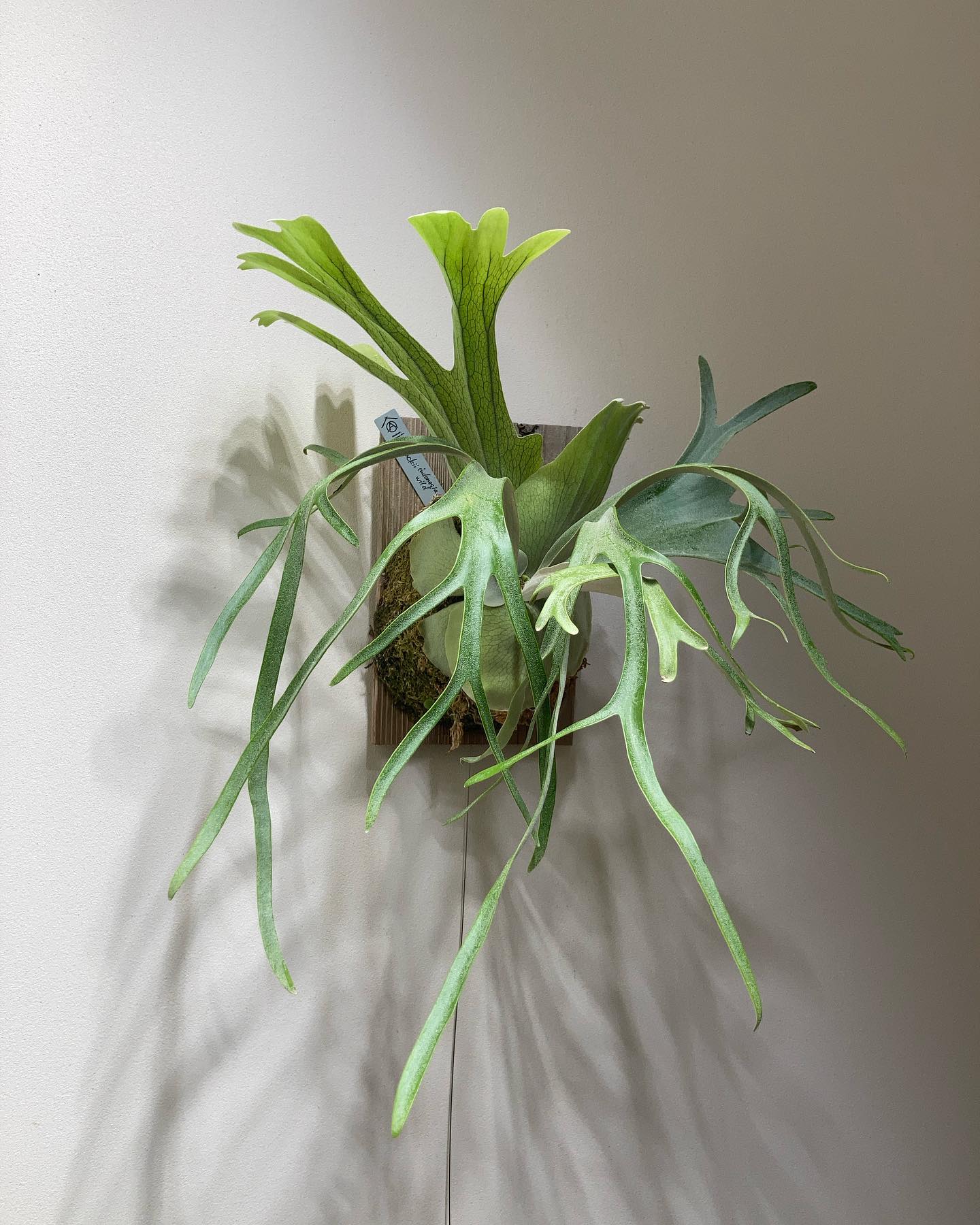 P.willinckii wild Indonesia 去年のヘーで一目惚れしたウィリンキーでありま