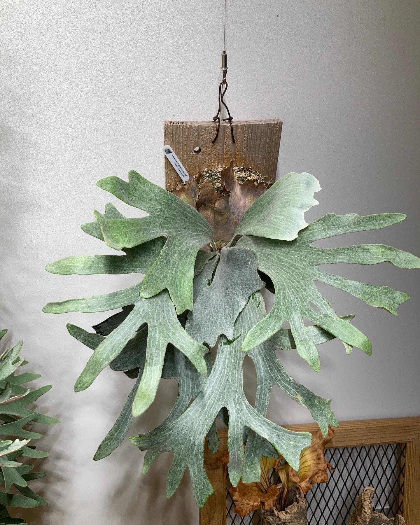 P.sp HK sporeling 【Majus mix 】 愛知県から日本各地に散らばったマジュス