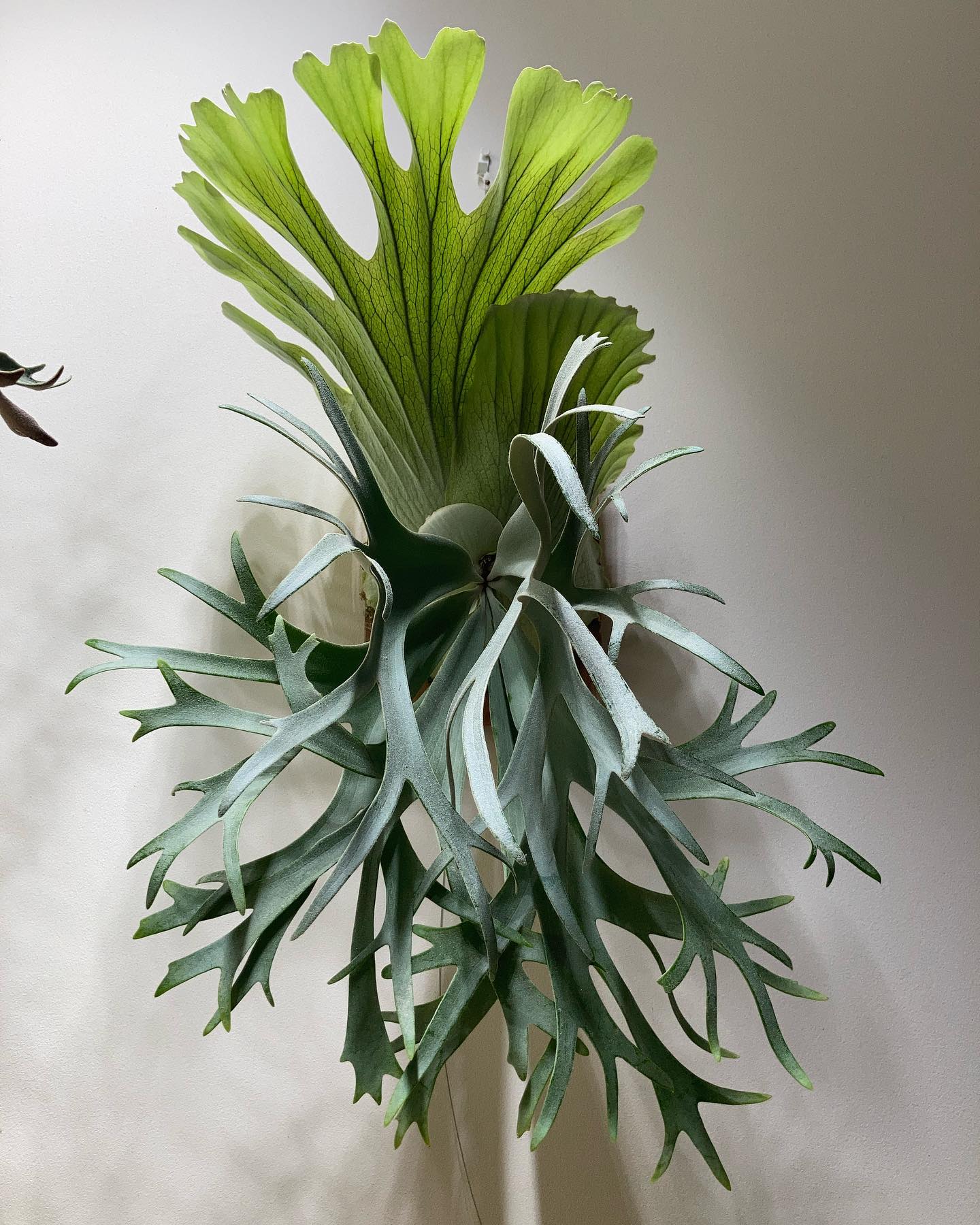 P.willinckii smurf 暴力的な貯水葉だ