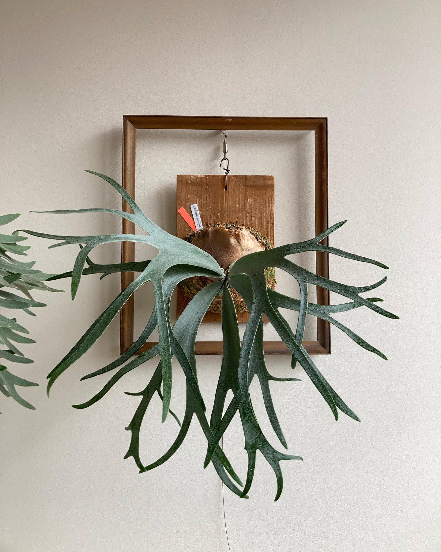 P.willinckii moonlight 今回の貯水葉は尖りそう。