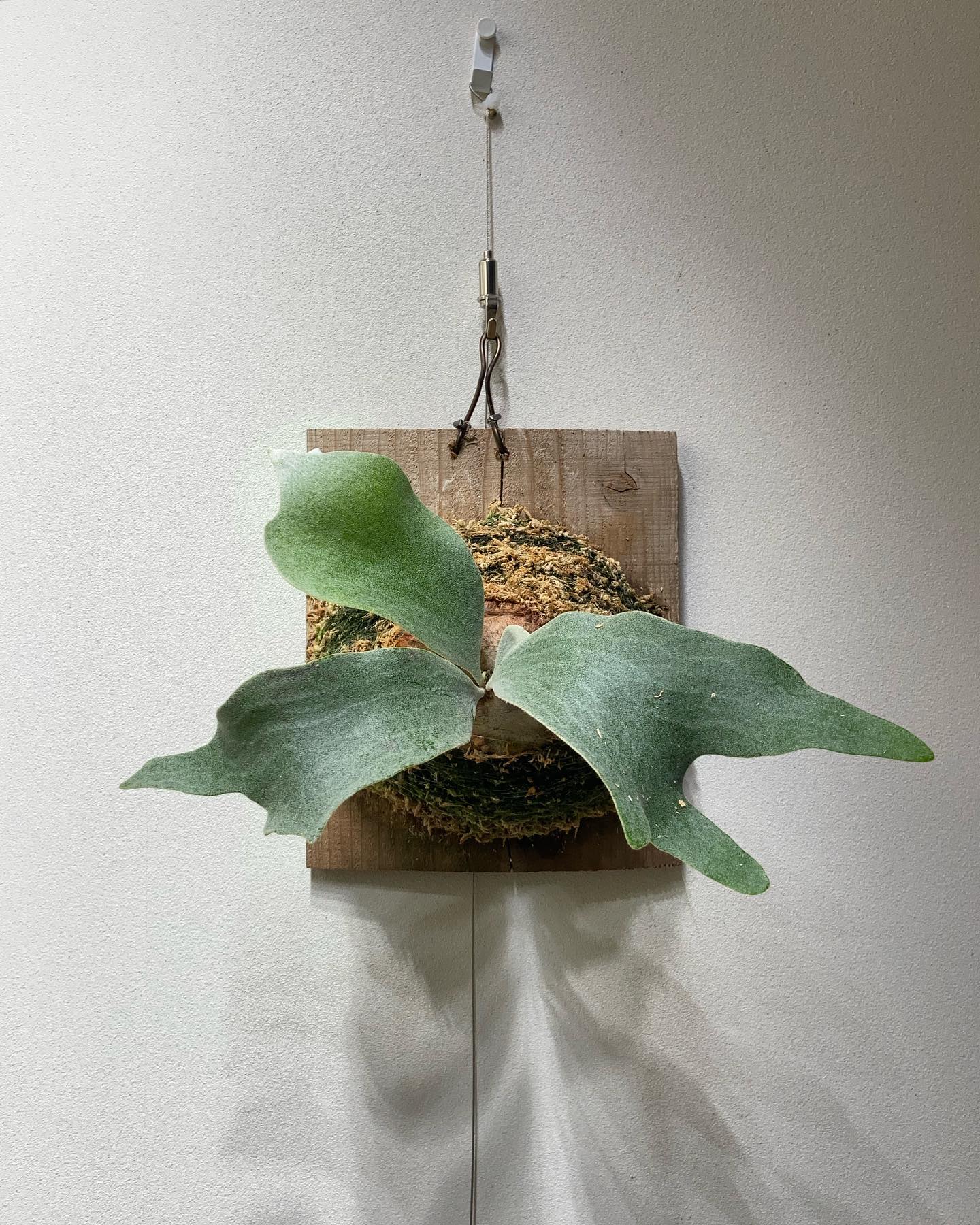 P.Ginka ギンカです。 まだあれですね、白くないですね。