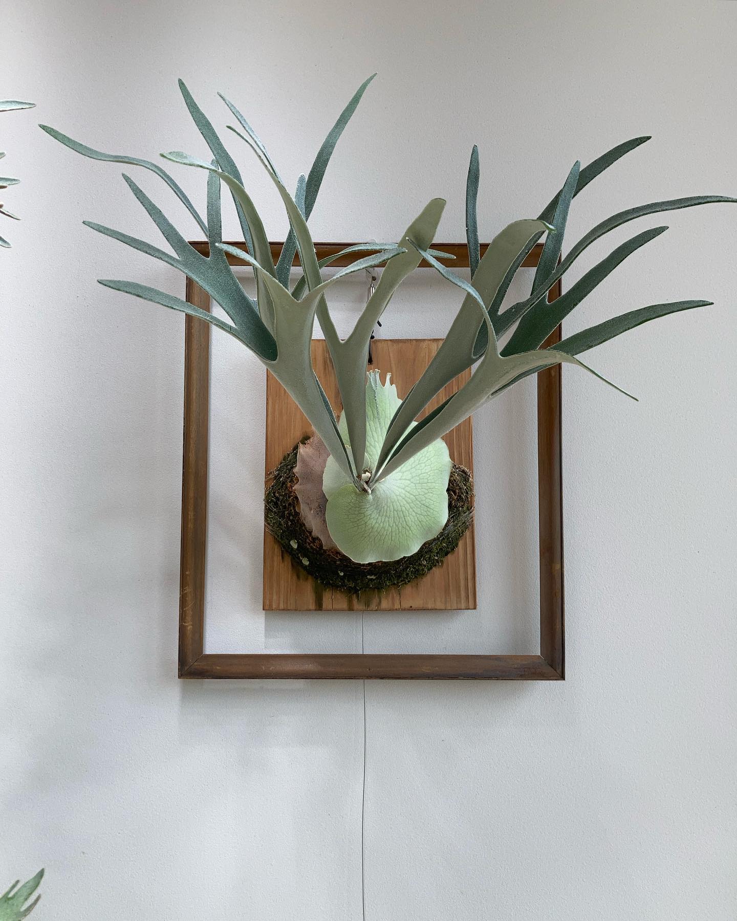 P.veitchii kingfisher これもよくなりそう。