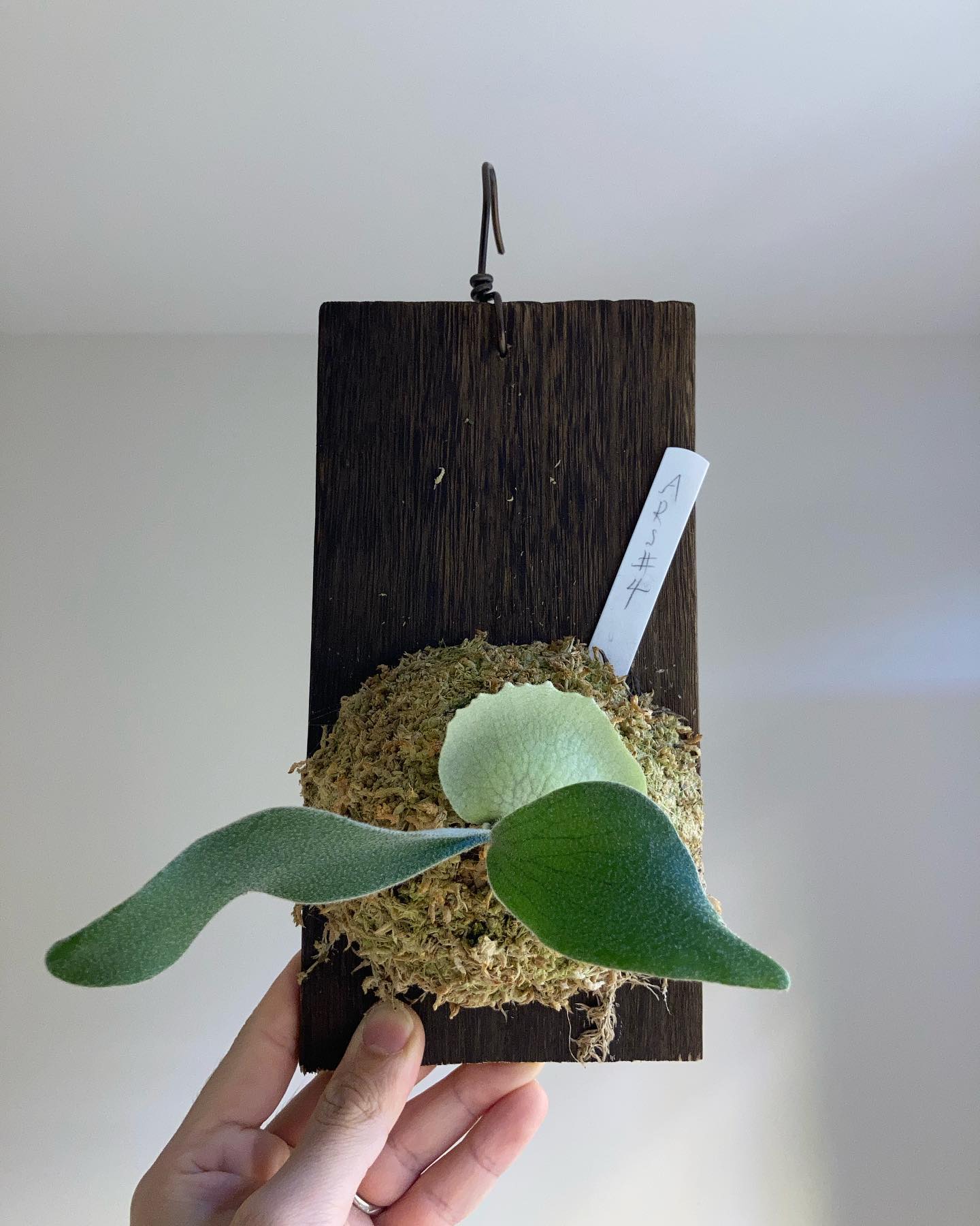 P.veitchii auburn river胞子培養＃4 今日は8がつく日なので… どこまで尖るの