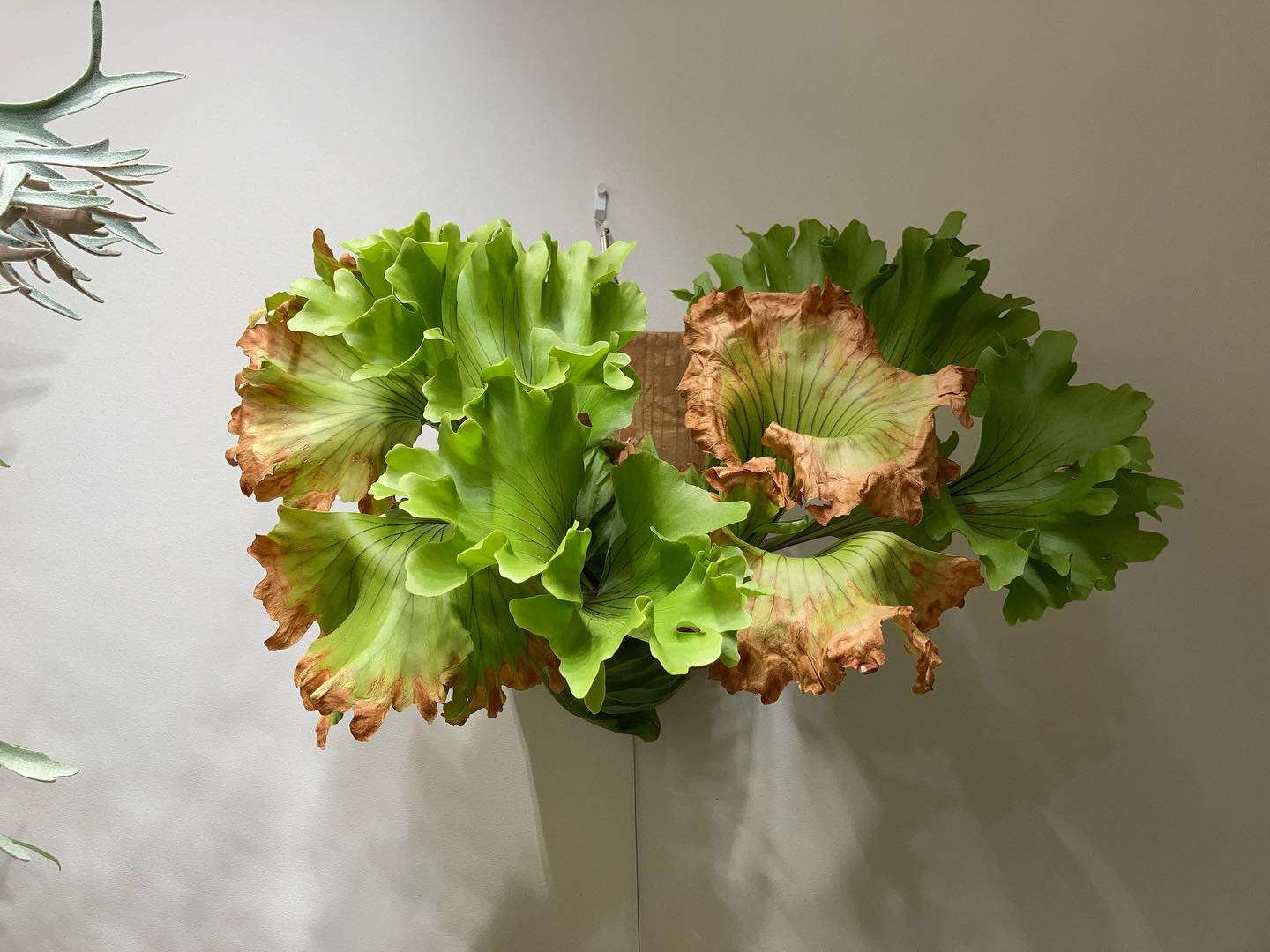 モンキーキング 一万円台で良かったビカク第2位です。 ちなみに第1位はおセルソ。