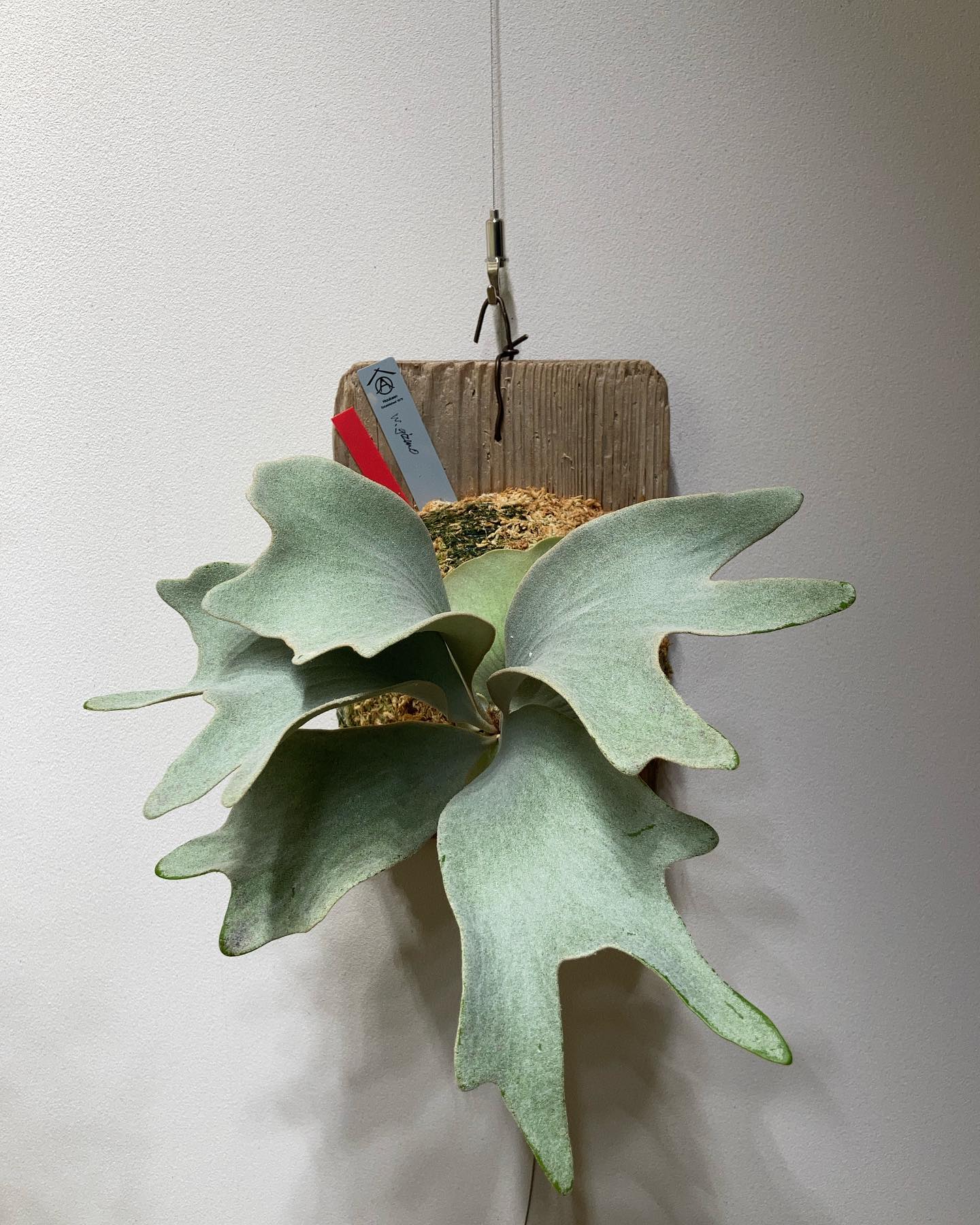 P.White gizmo 貯水葉ターンはつまらない… いまのところ白く輝くヒリーと言った感じ