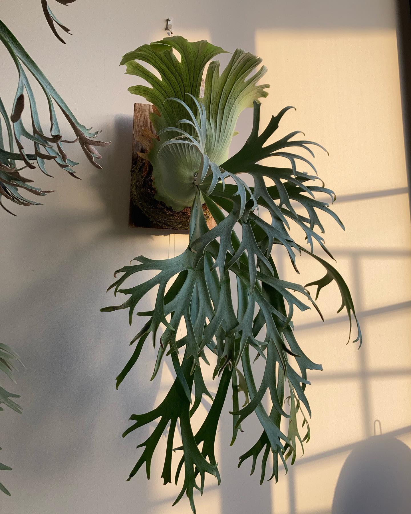 P.willinckii 月光爪哇 1枚目2023.3.10 2枚目2021.12.4 ソニックブー