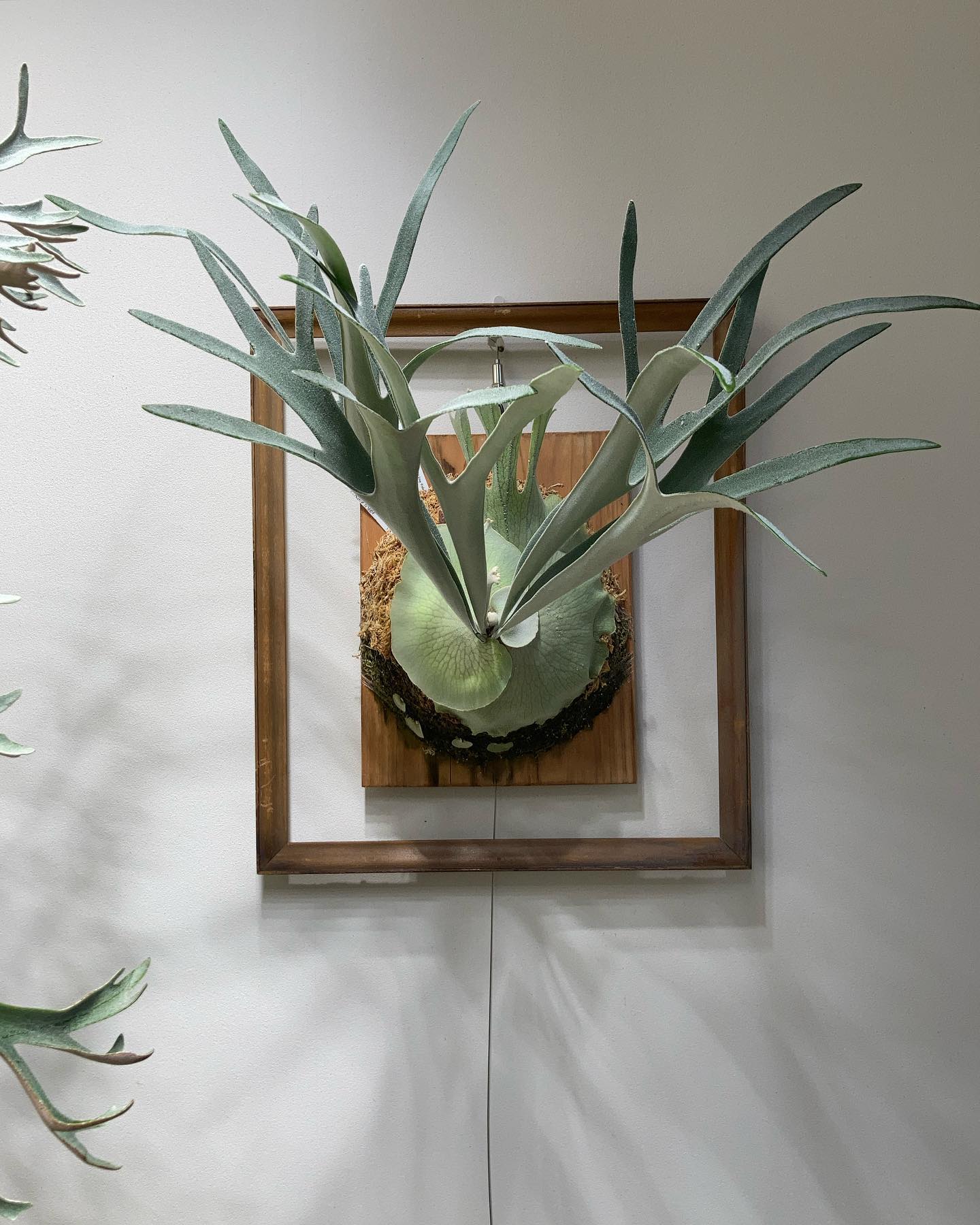 P.veitchii kingfisher 貯水葉がペドロっぽい？ うまくいけばかなり見応えのあるビ