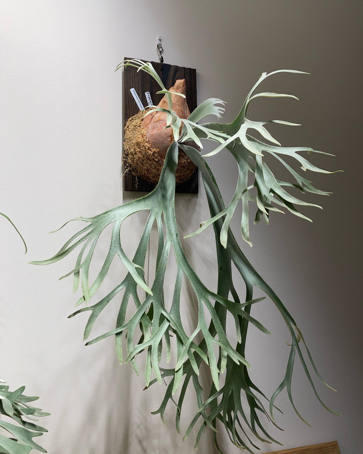 P.willinckii bogorsuddan 1枚目2023.3.30 2枚目2022.3.10