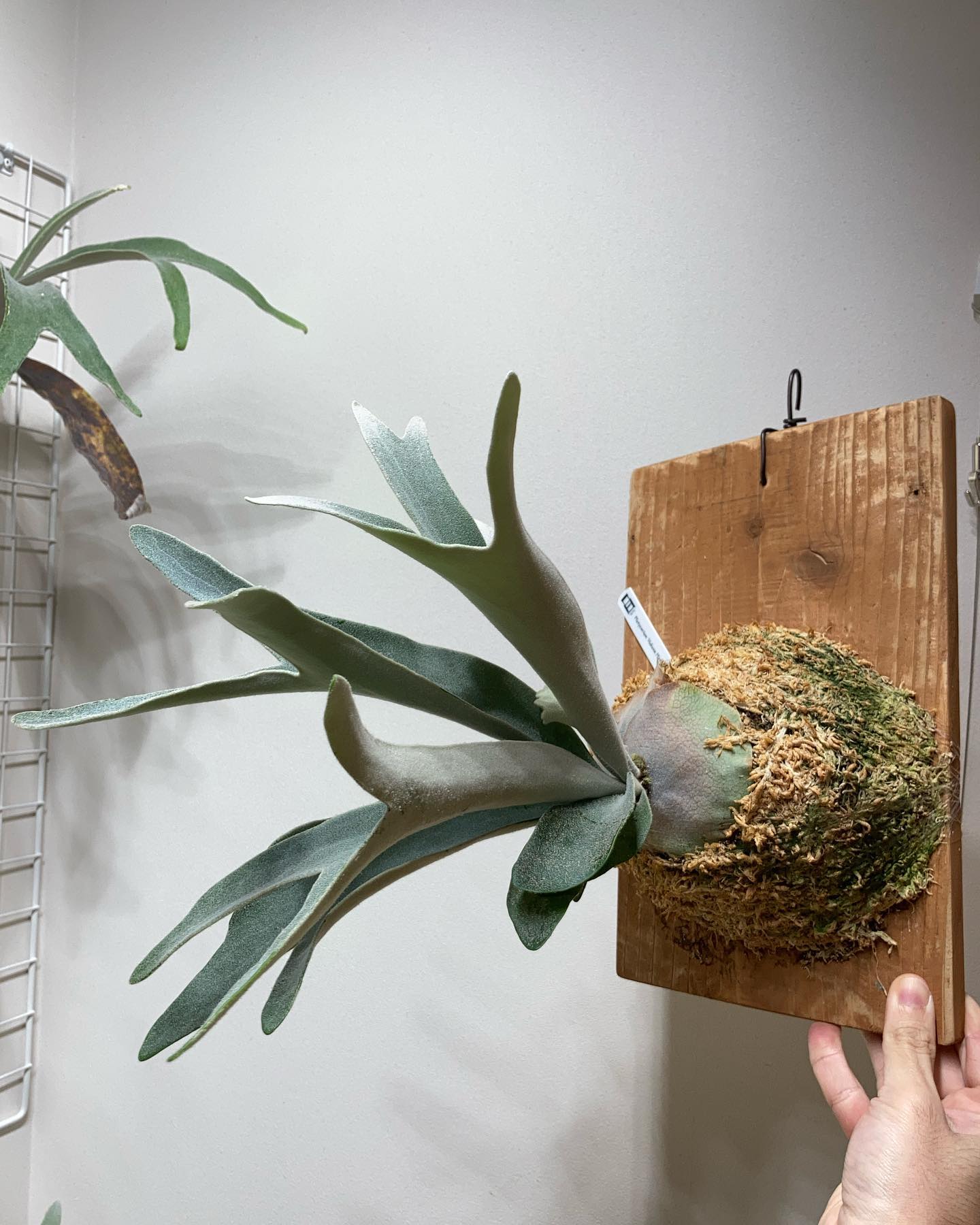 ハクナマタタ いつの間にか結構好きなビカクになってます。 成長スピード早め。 ビギナーの皆様、養生さ