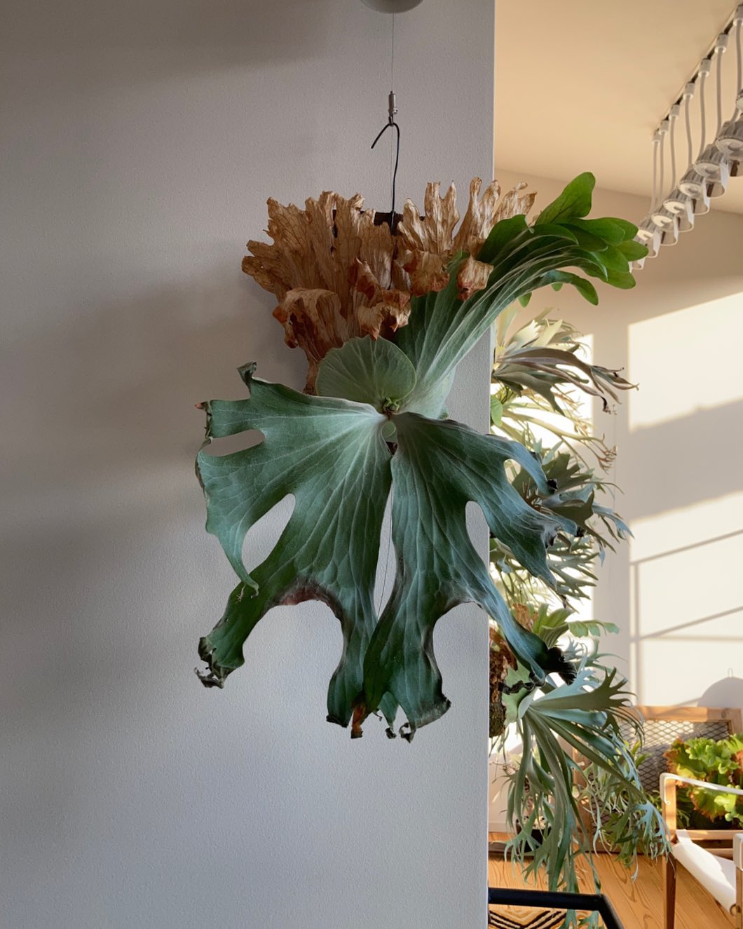 P.wallichii かっこいいなー