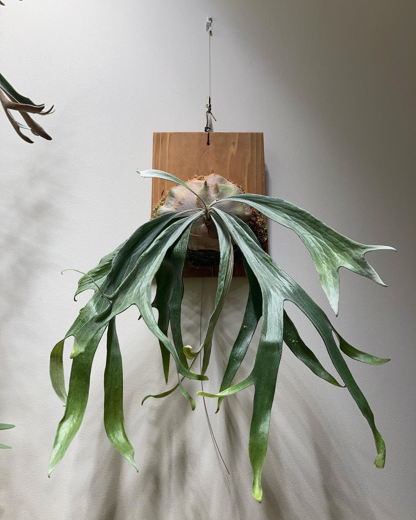 P.mt lewis 白い方 成長かなり遅いやつ。 なかなか面白そうではあるのですが笑