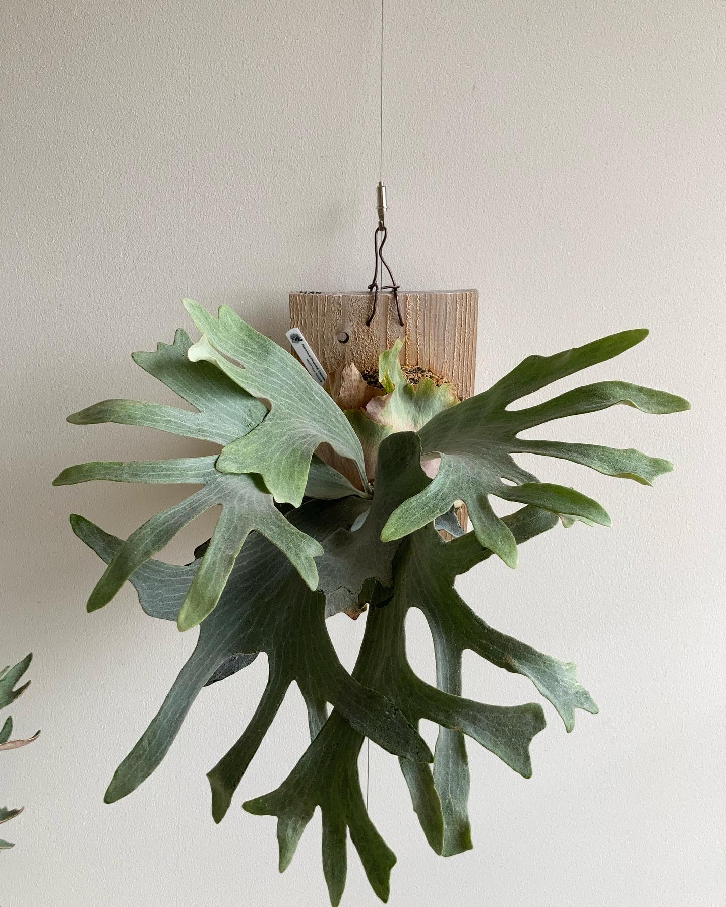 P.sp HK sporeling 【Majus mix 】 白スジ、シワシワ、コンパクト 最高です