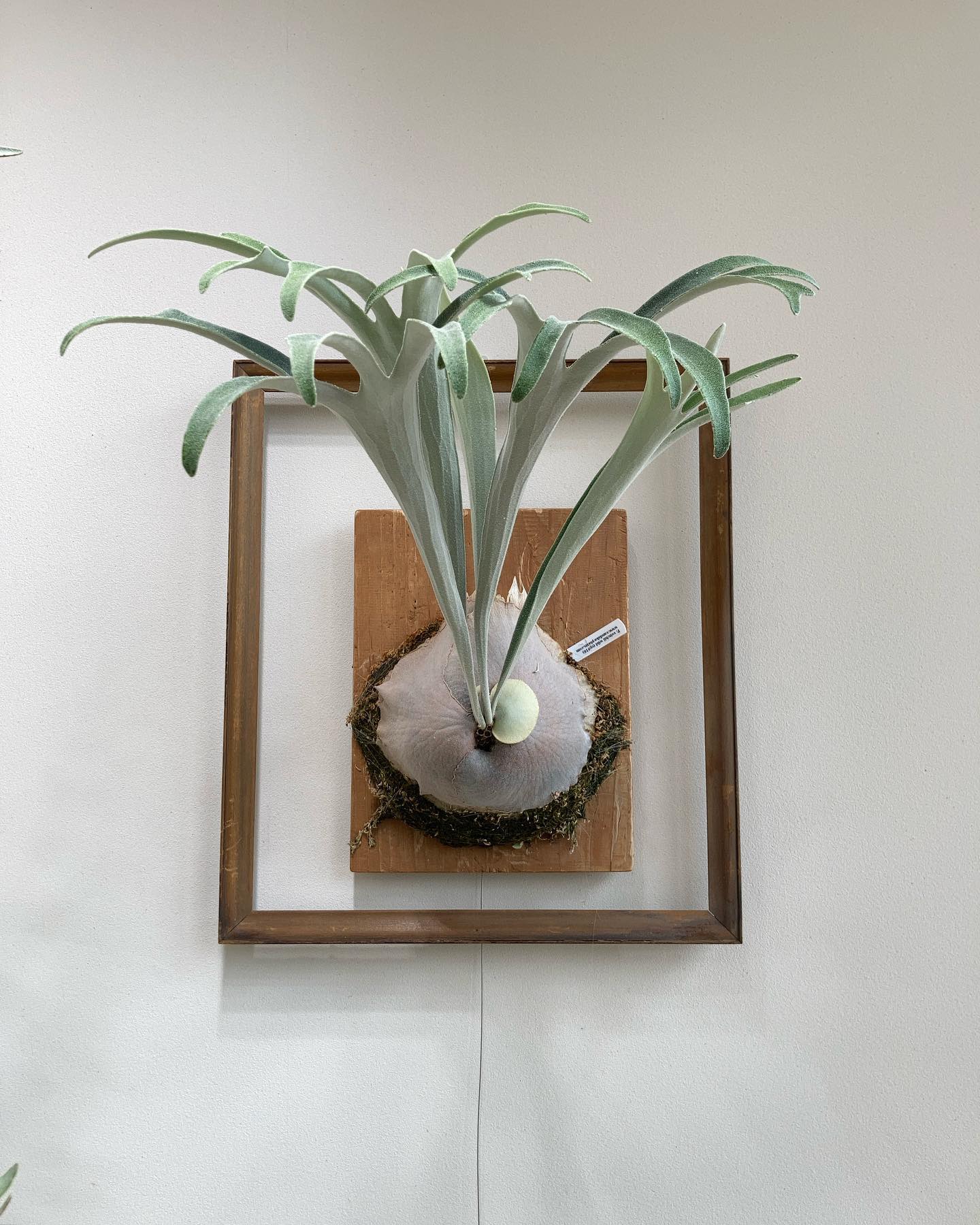 ベイチーワイルドvp16 胞子葉はそれっぽく仕立てることが出来ました。