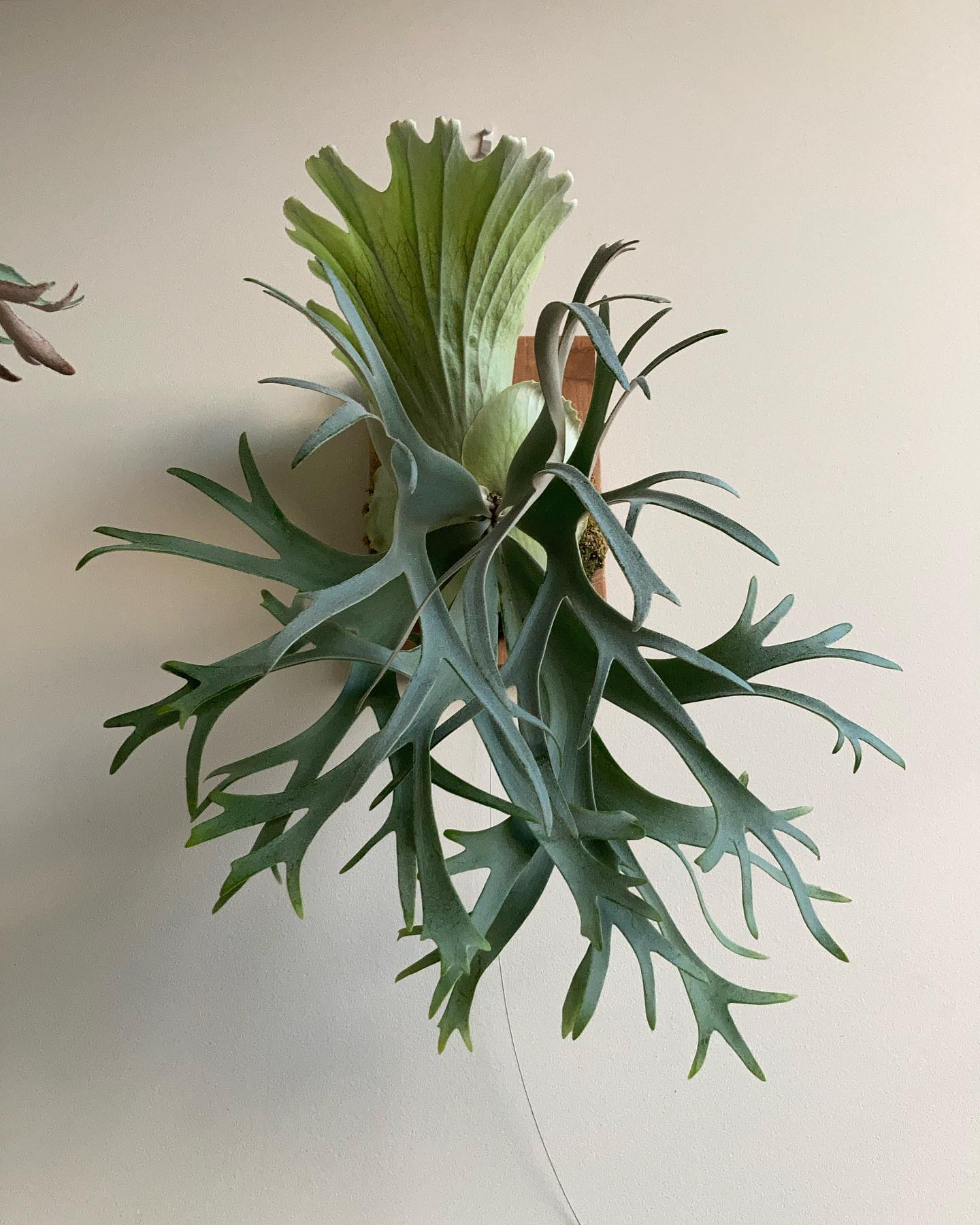 P.willinckii smurf 1枚目20230309 6枚目20220428 去年の樹祭で買