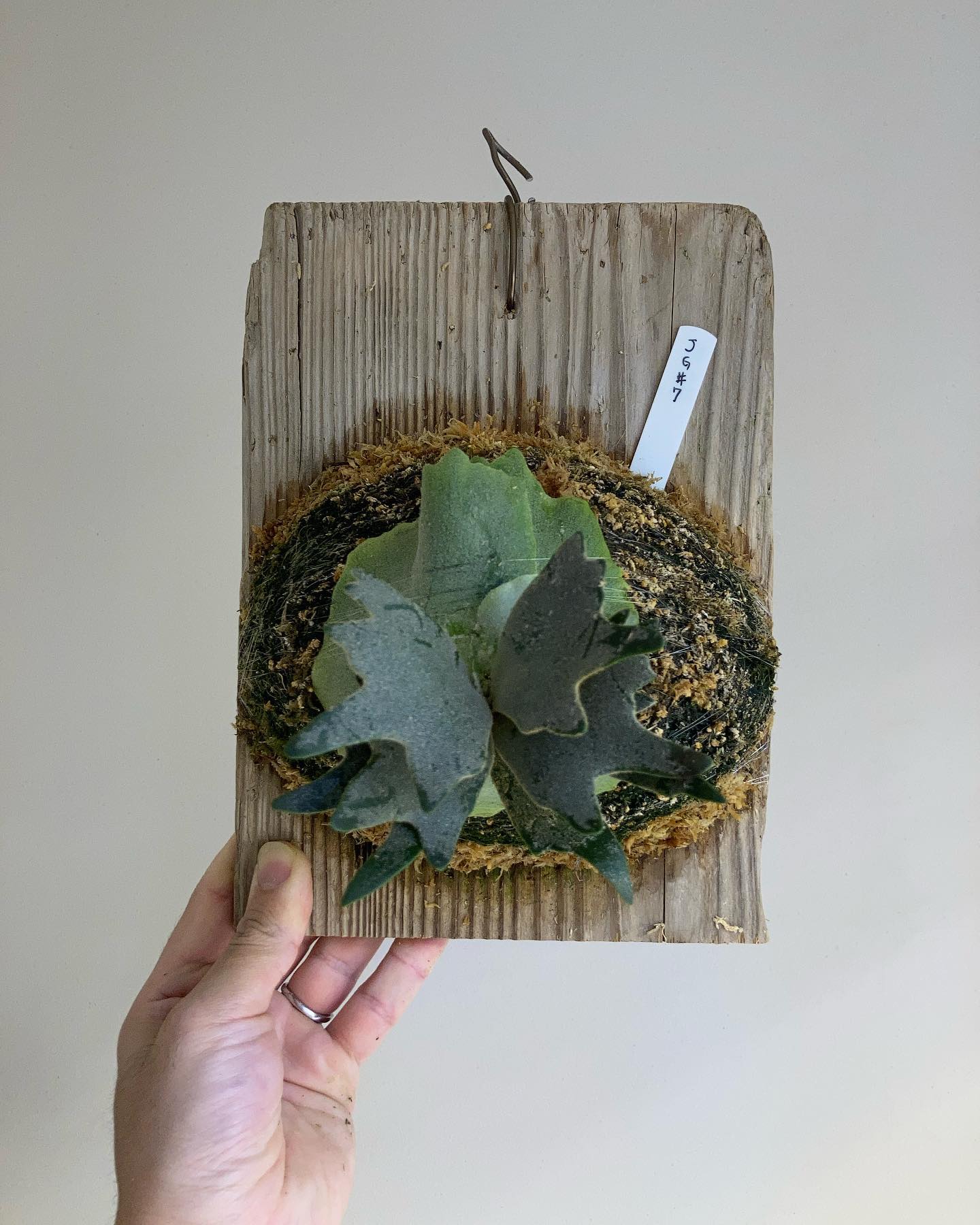 P.willinckii jade girl sporeling 1枚目2023.3.19 2枚目2