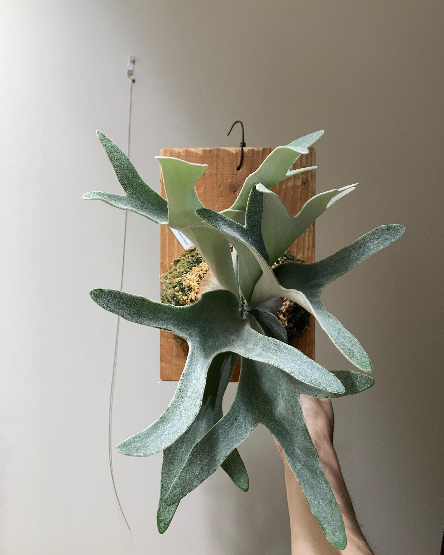 P.hakunamatata 1枚目2023.3.28 2枚目2022.11.14 エルサと比較して