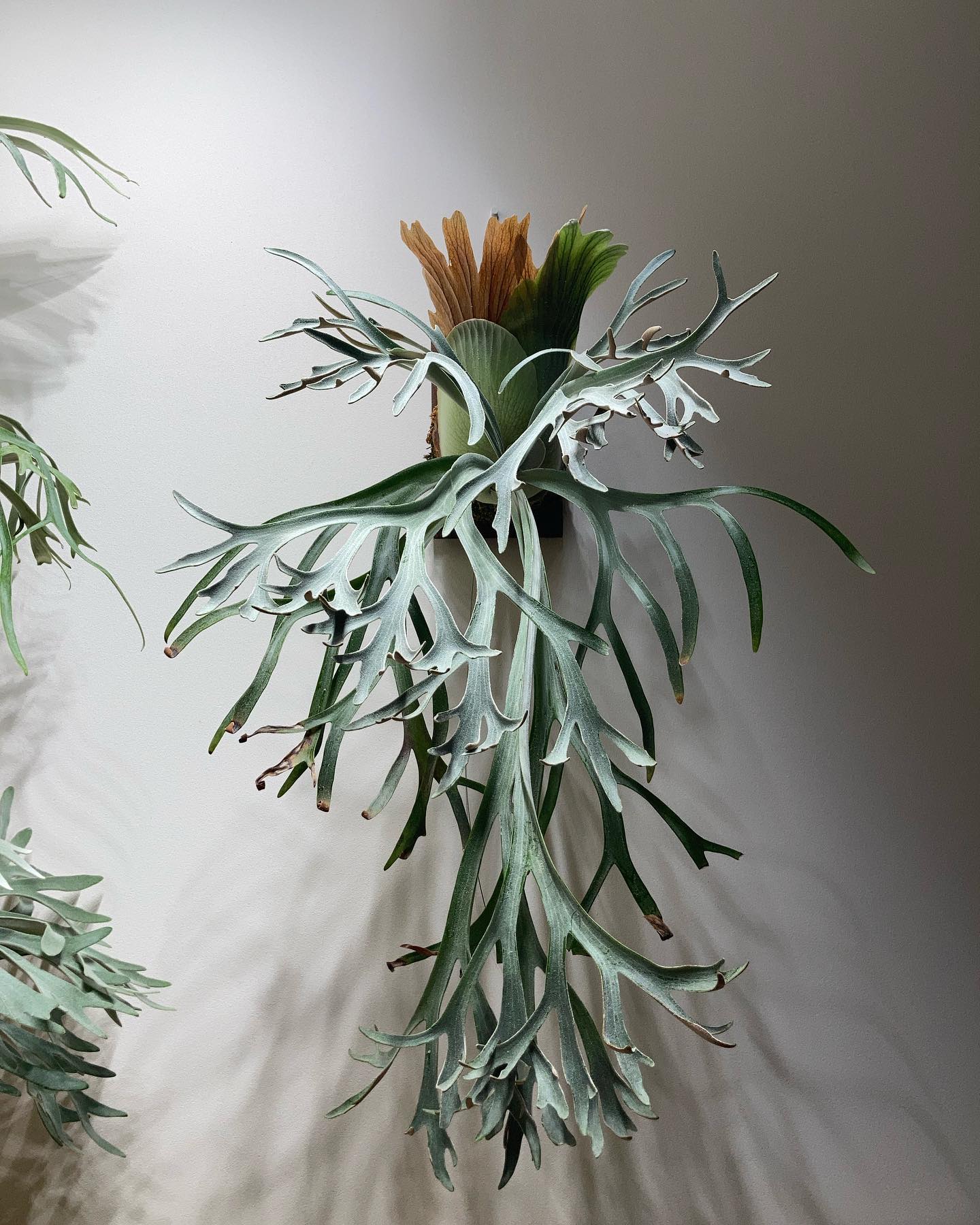 P.willinckii moonlight from @katsu_hibino 明日、久しぶりに