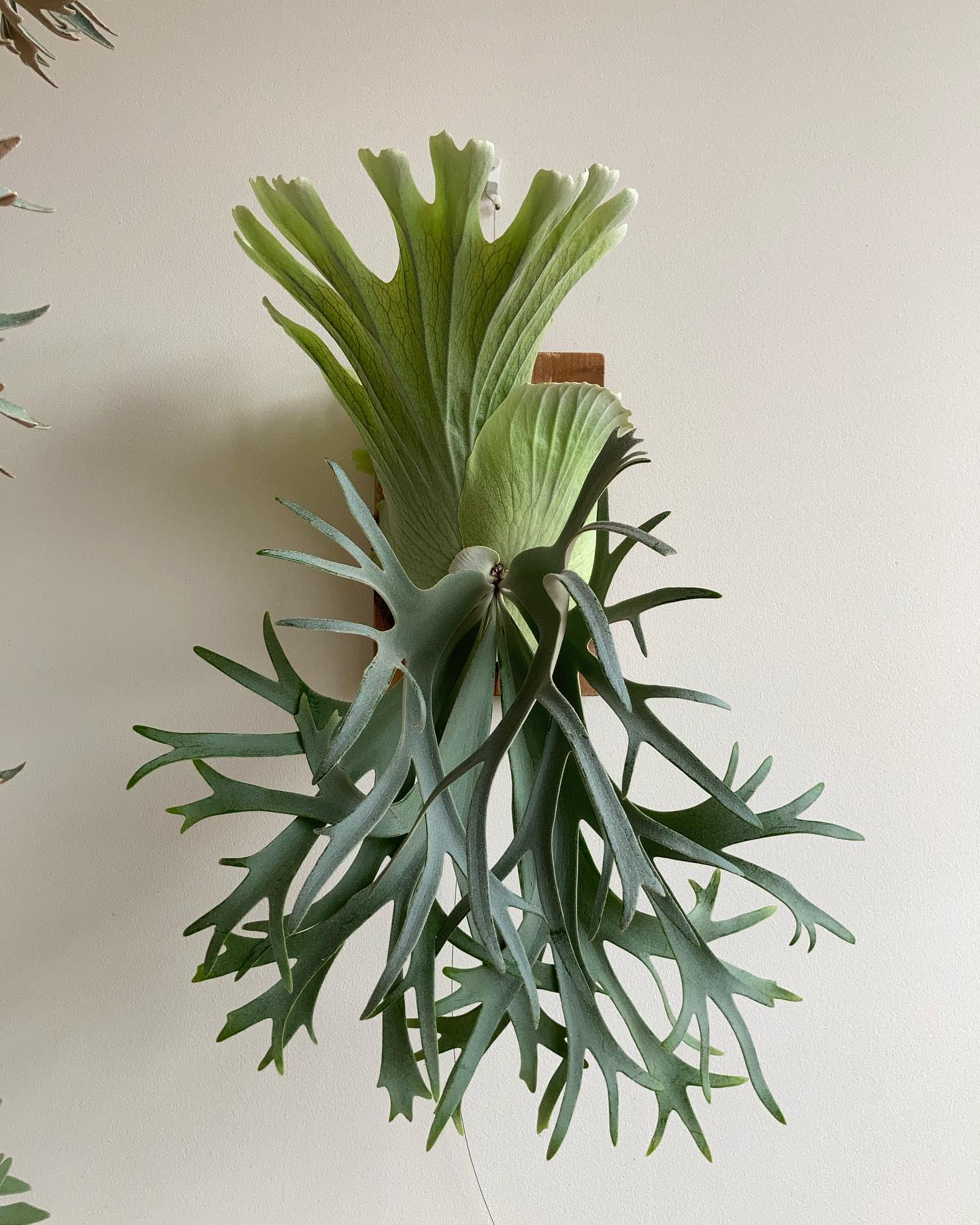 P.willinckii smurf 個人的に完全体を早く見たいビカク部門金賞受賞