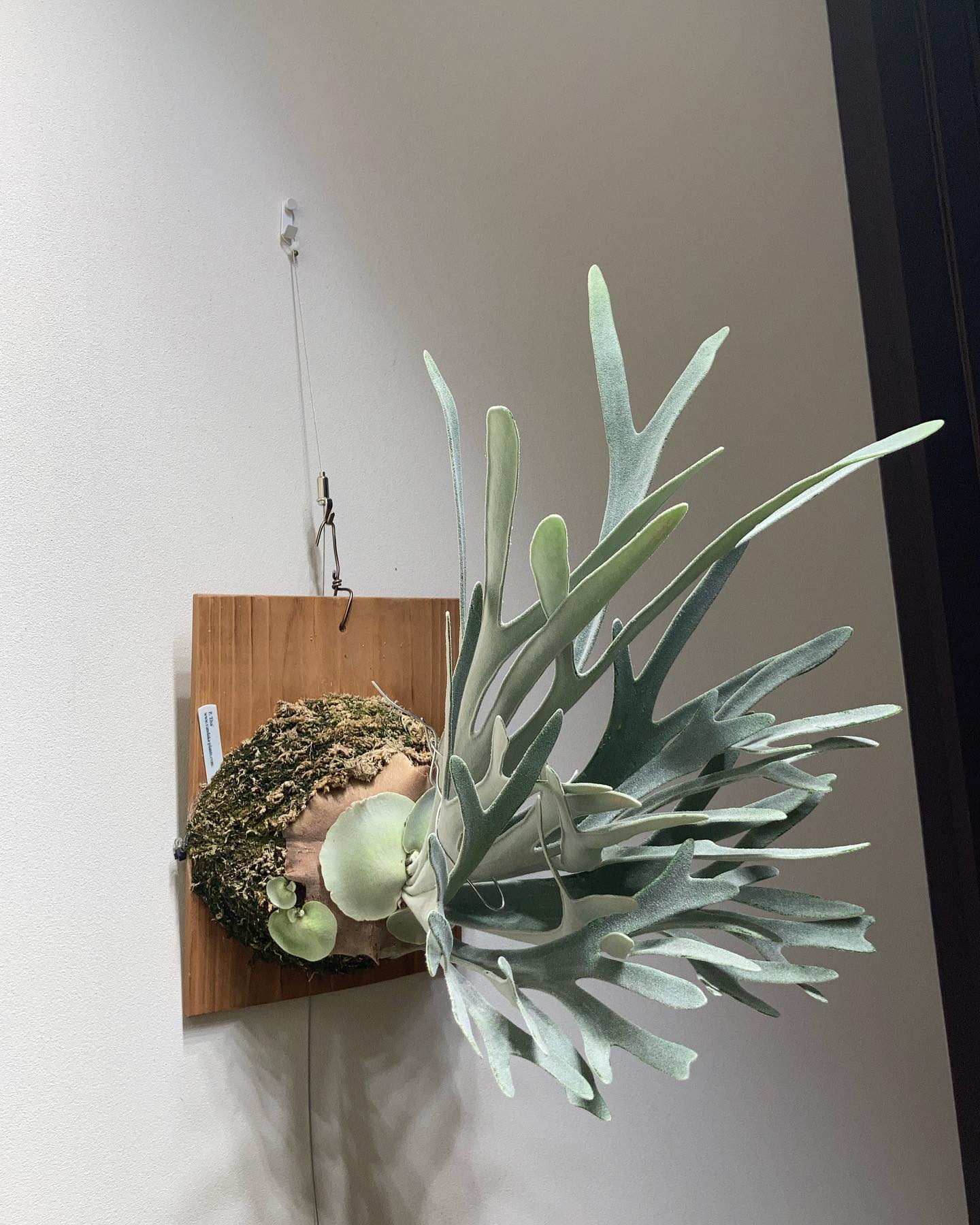 P.Elsa 次の胞子葉は一味違う！ エルサは最上段より中段に掛ける方が綺麗に広がる気がする！