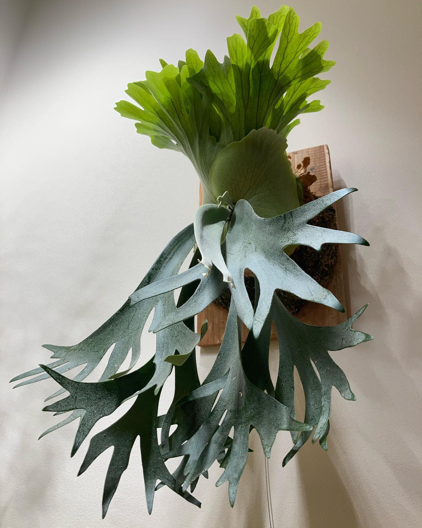 P willinckii scofieldtatsuta spore 1枚目:20230306 2枚