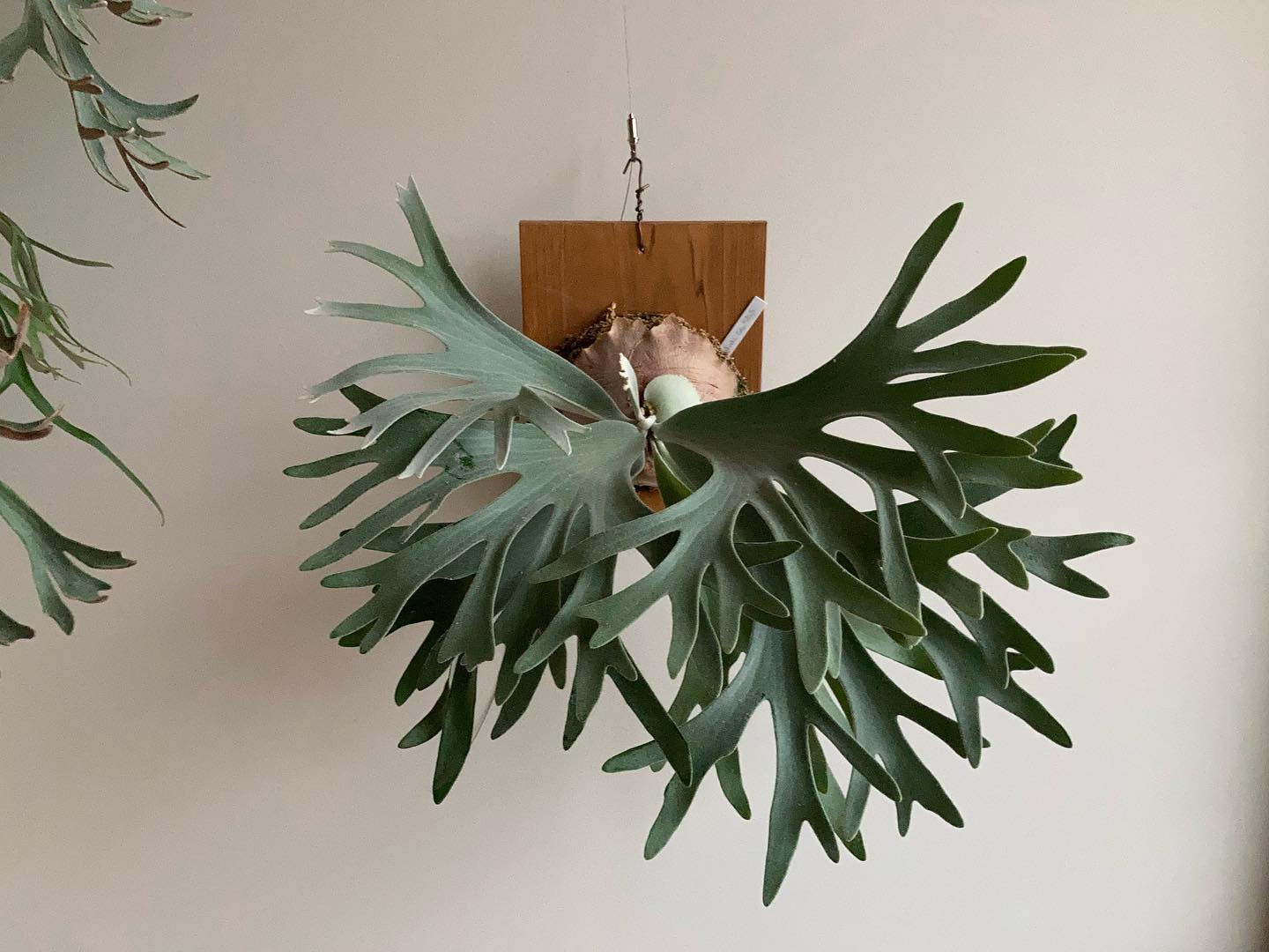 P willinckii celsotatsuta 年中窓越しの太陽光を浴びて育ったセルソ なお、窓