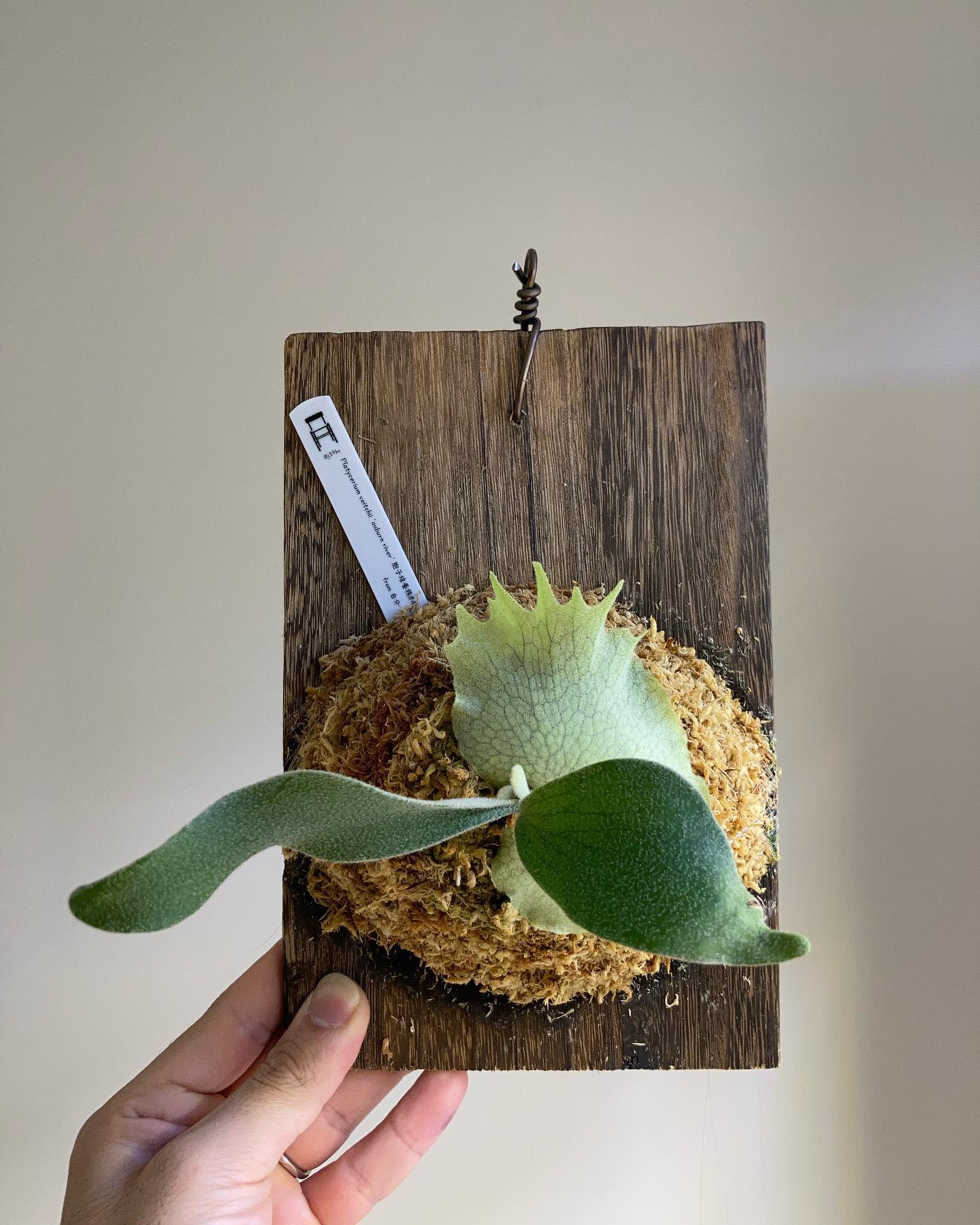 P.veitchii auburn river胞子培養＃4 苔増ししました。 最初からトキントキン？