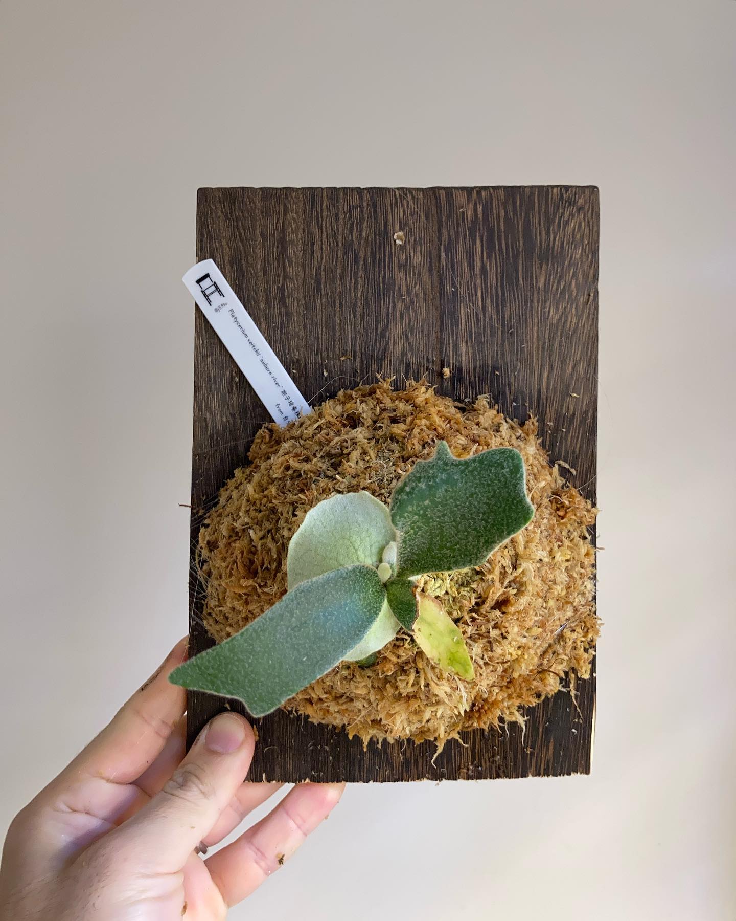 P.veitchii auburn river胞子培養＃3 苔増ししました。 肥料 マグァンプひとつ