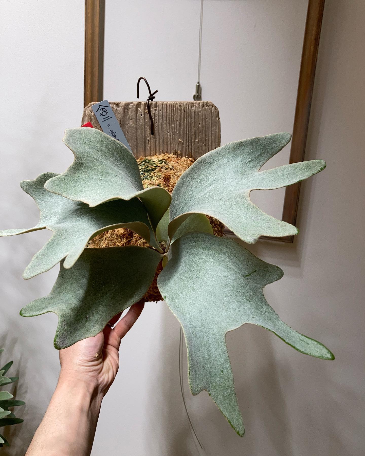 P.White gizmo 1枚目2023.3.12 2枚目2022.10.25 苔増し記念 肥料 