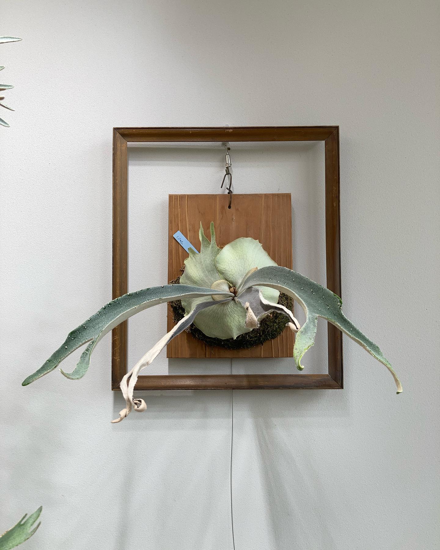 P.veitchii longfinger