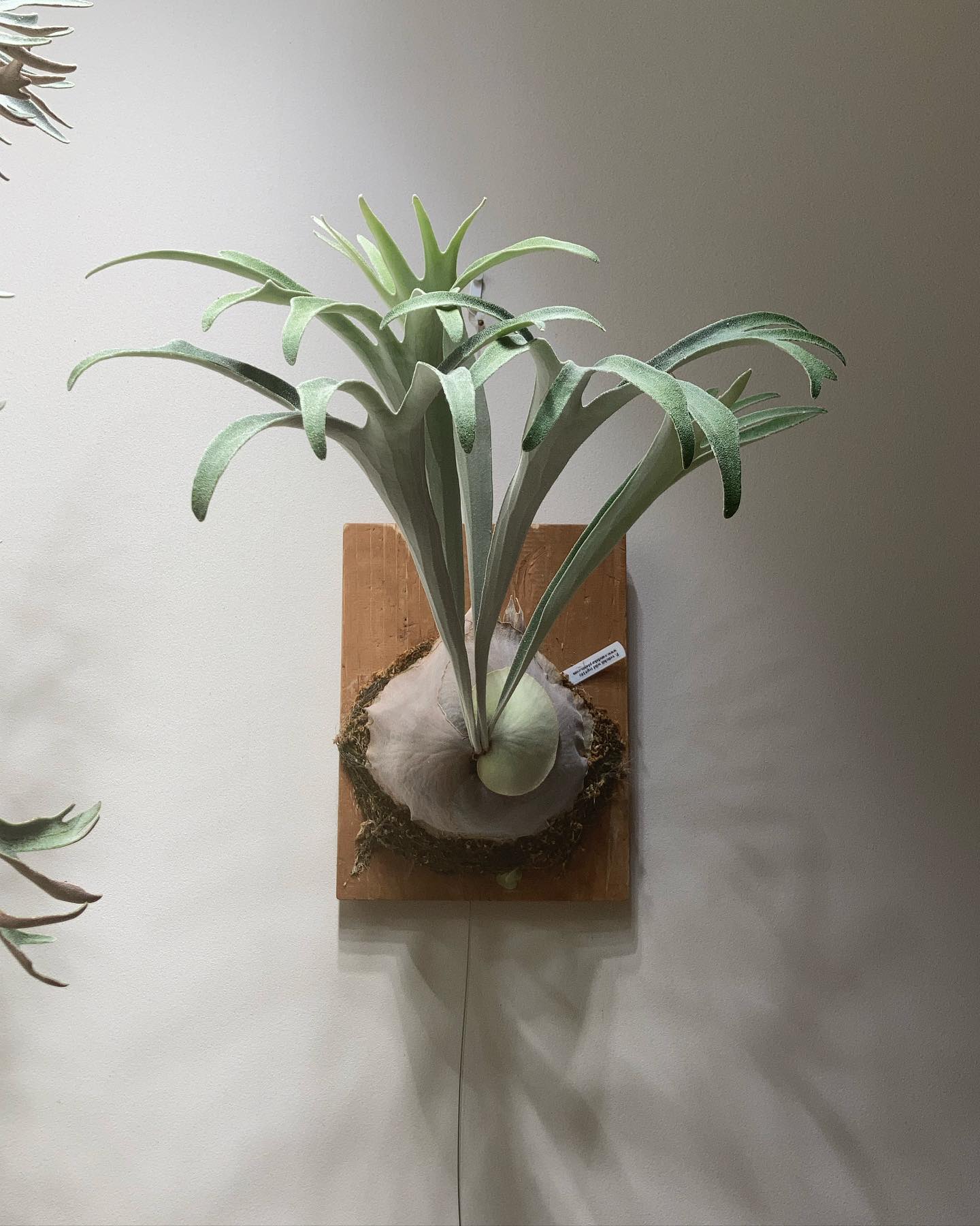 ベイチーワイルドvp16 トキントキンになる条件について 諸説ありますが、 私は、時間経って成熟すれ