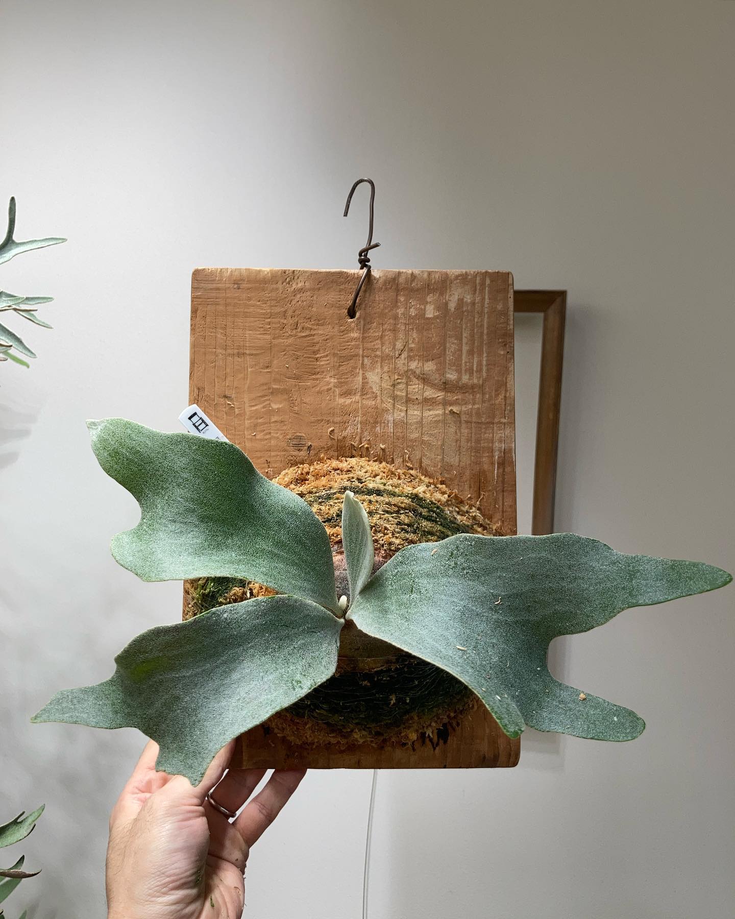 P.Ginka from @botanyvalley 1枚目2023.3.12 2枚目2022.9.