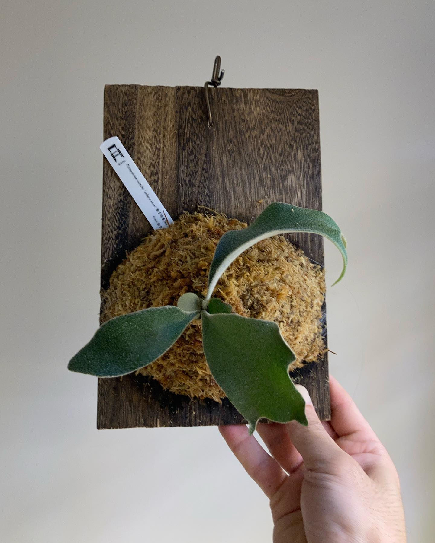 P.veitchii auburn river胞子培養＃1 苔増ししました。 肥料 マグァンプひとつ