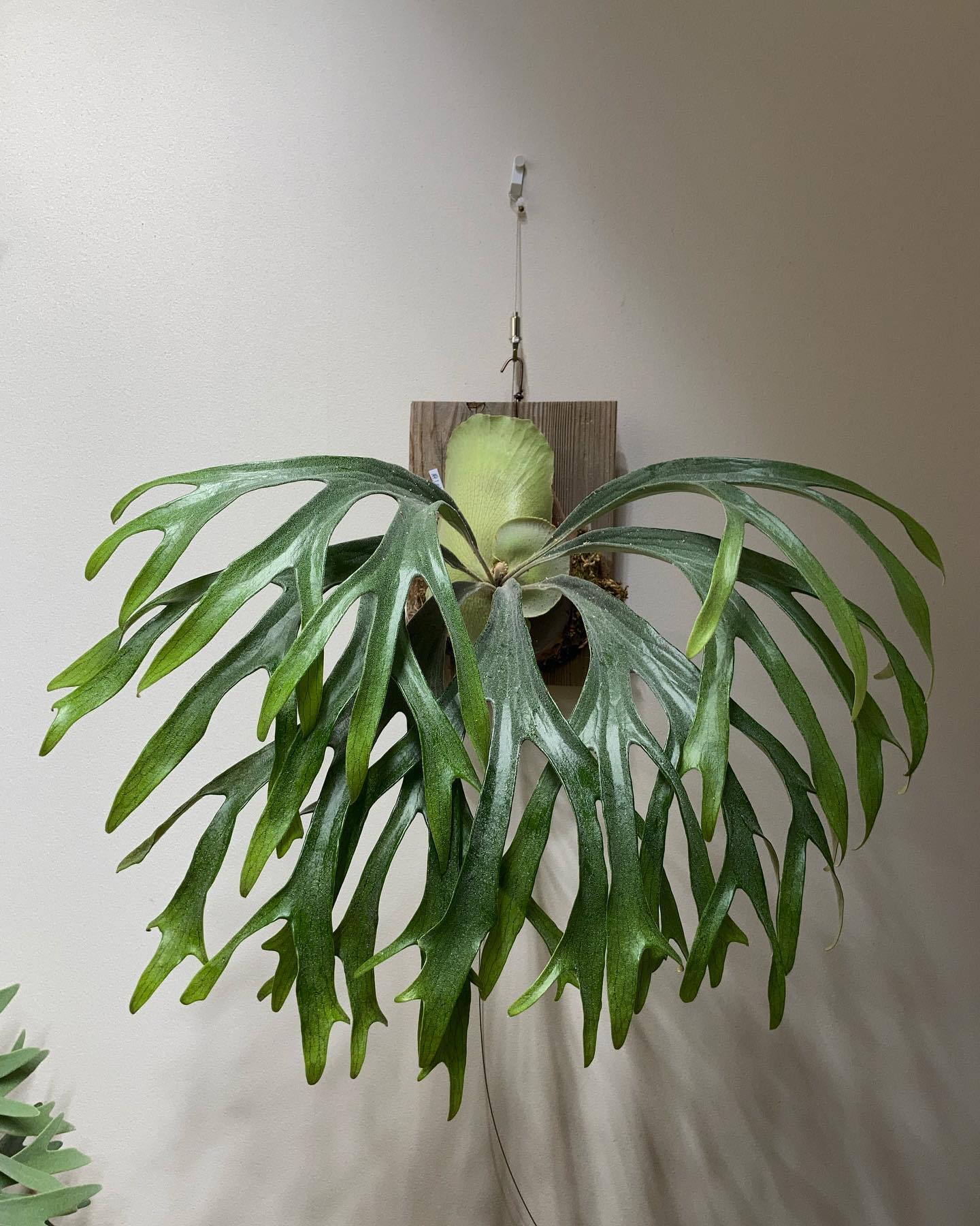 P.mt lewis 1枚目2023.3.13 2枚目2022.3.21 うちの環境ではルイスは比較