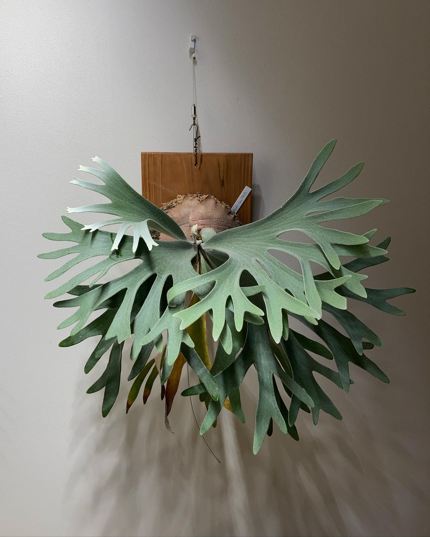 P willinckii celsotatsuta 1枚目2023.3.15 2枚目2021.7.2