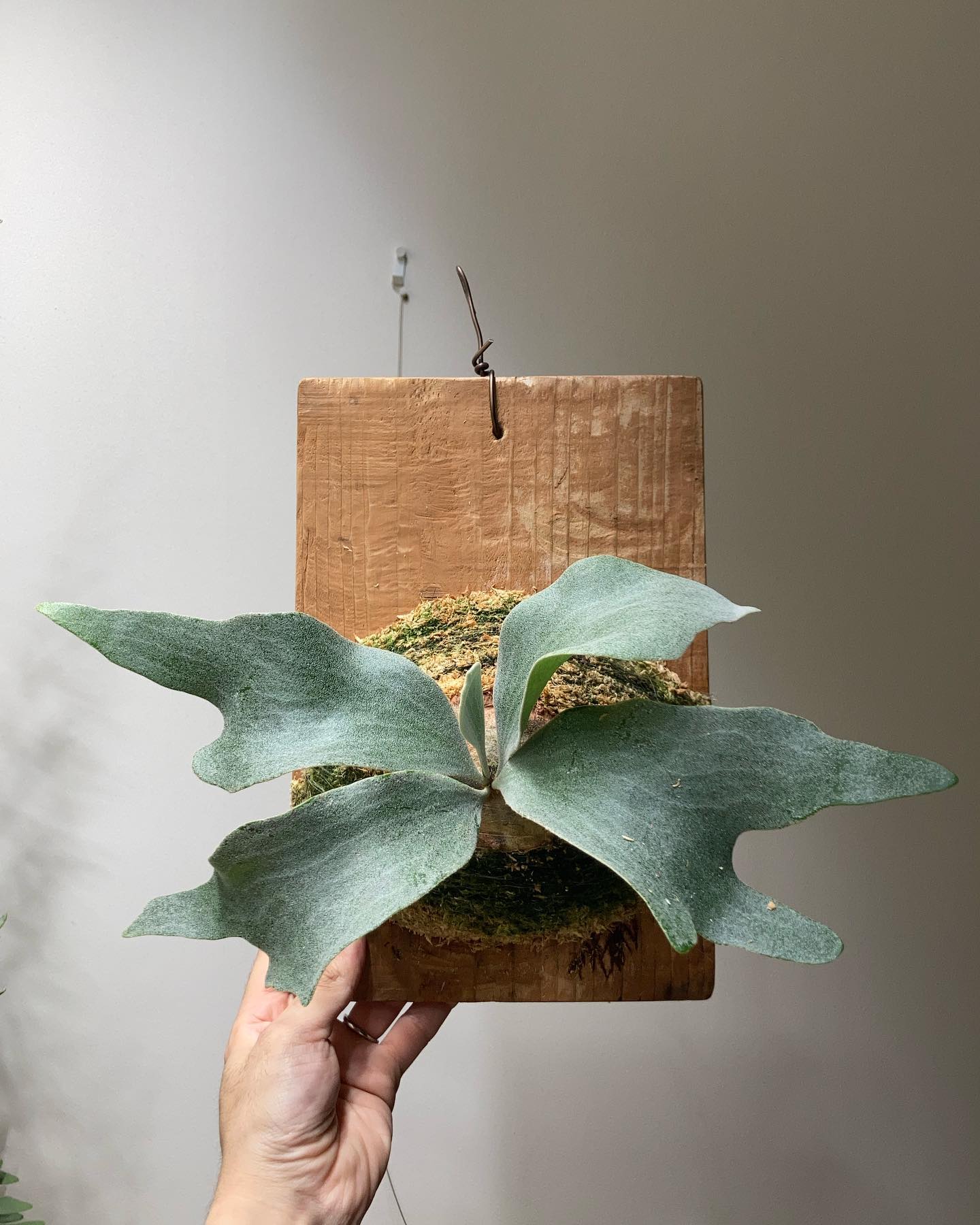 P.Ginka ついに2回目の貯水葉ターンが！ 次から多分岐かな？