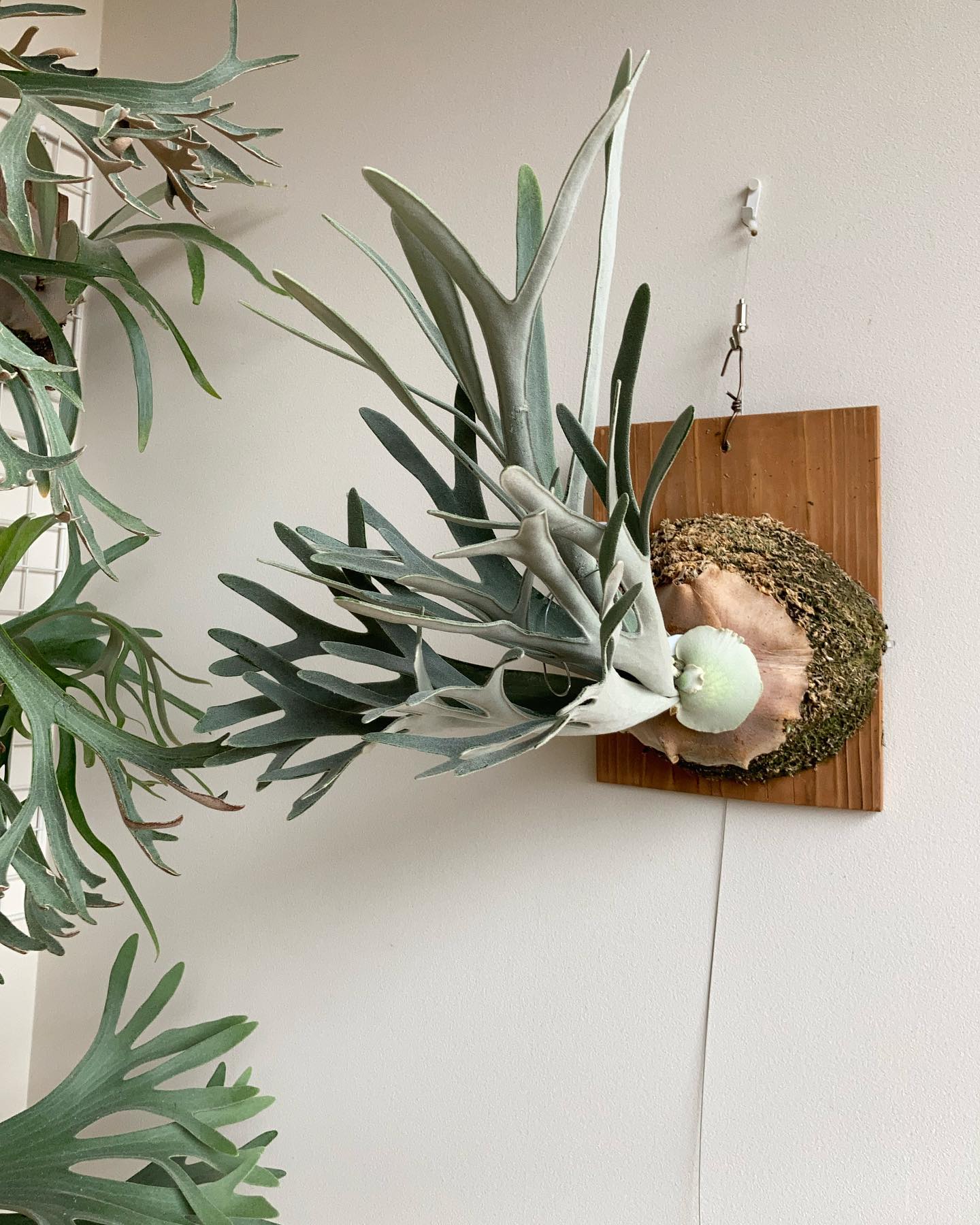 P.Elsa 下の葉をカットしたら少しバランスが良くなりました。 葉っぱを5枚一気に展開するものです