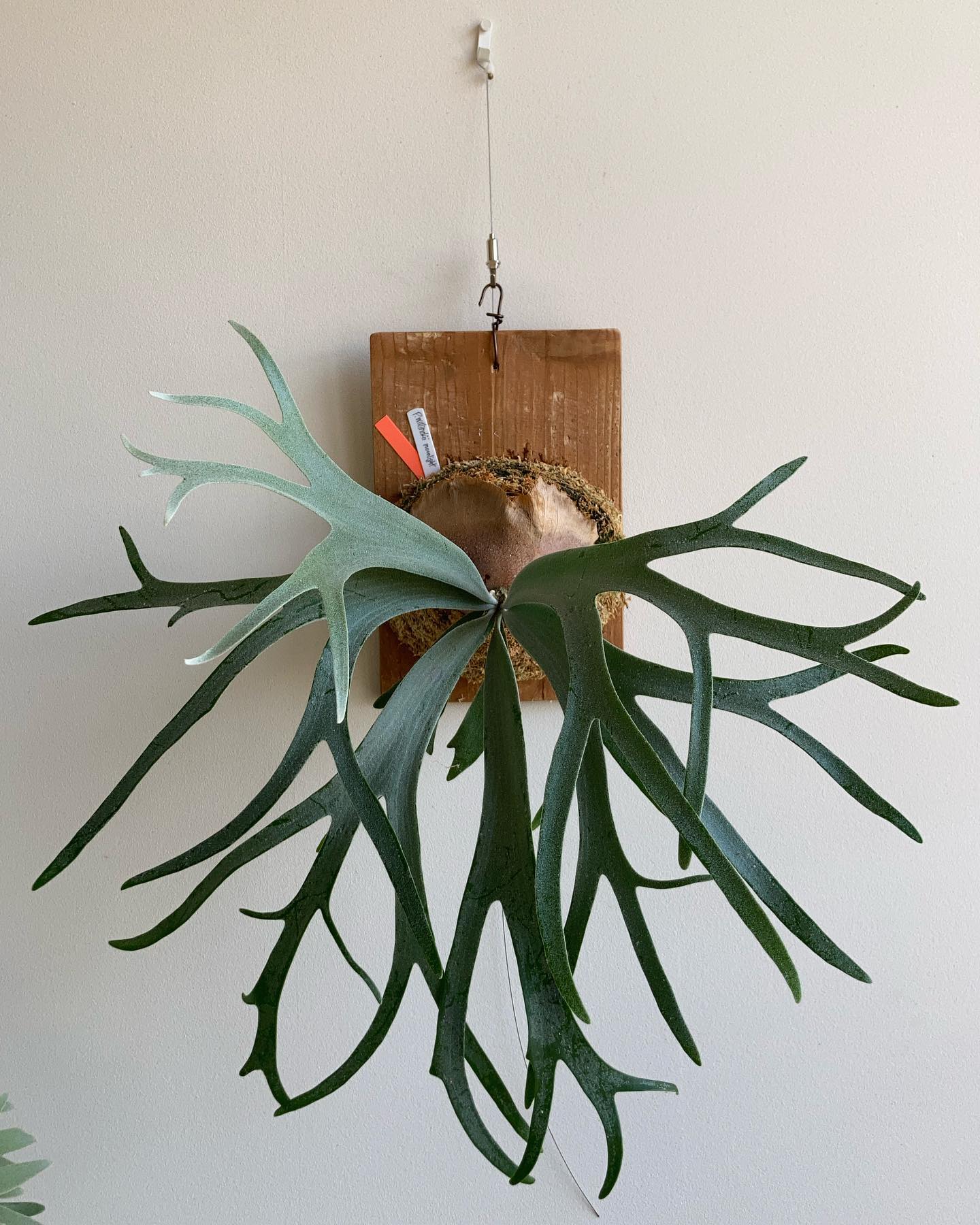 P.willinckii moonlight とてもお行儀が良い株です。 貯水葉がうまく展開すると見