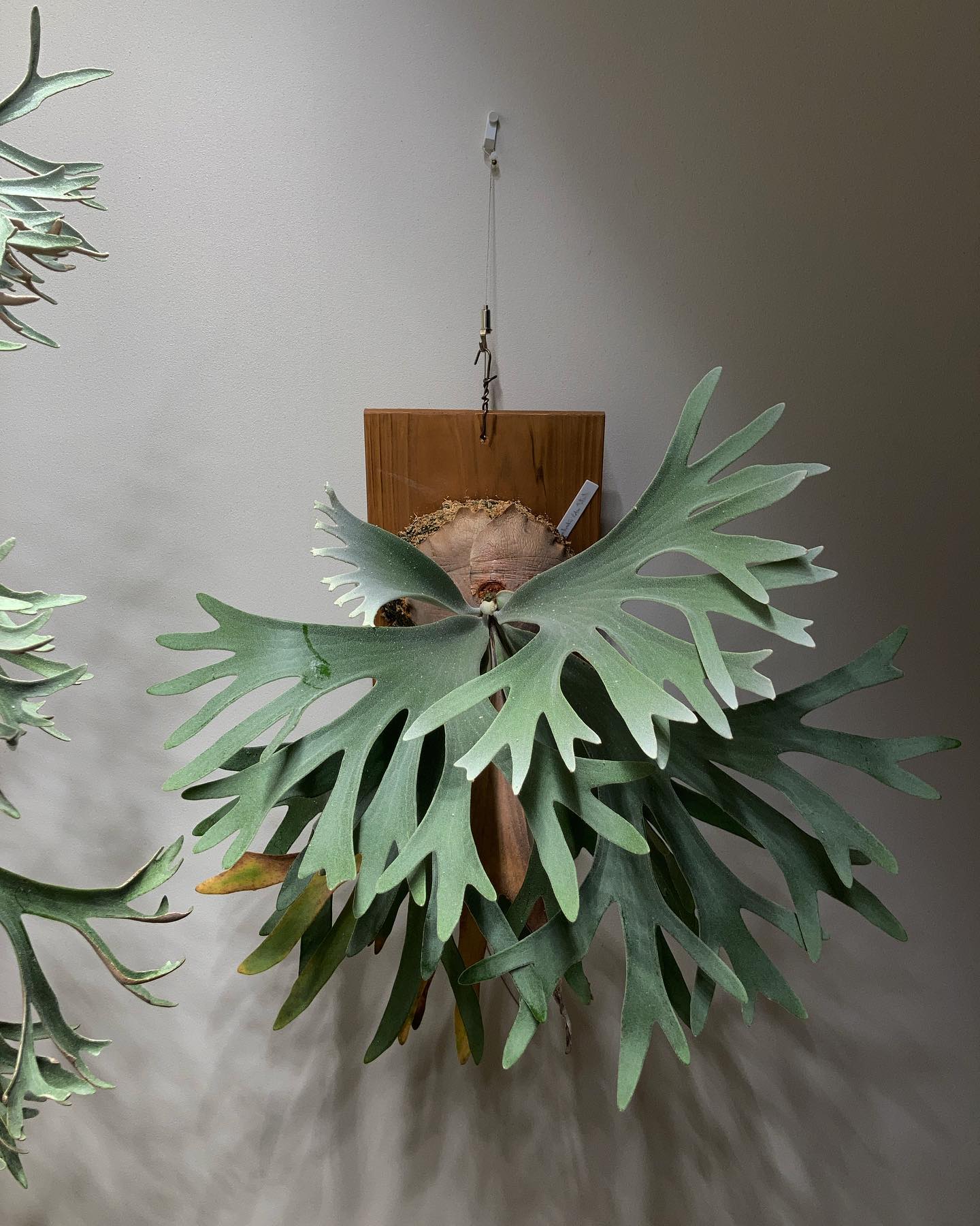 P willinckii celsotatsuta 私はウィリンキーだと思います笑