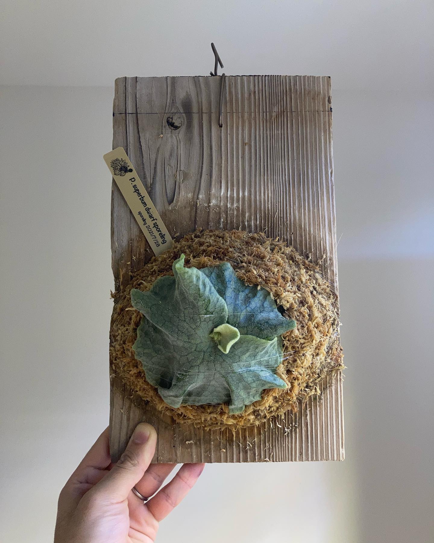 P.supernumerary dwarf sporeling 苔増し 肥料 マグァンプ小さじ1 コ