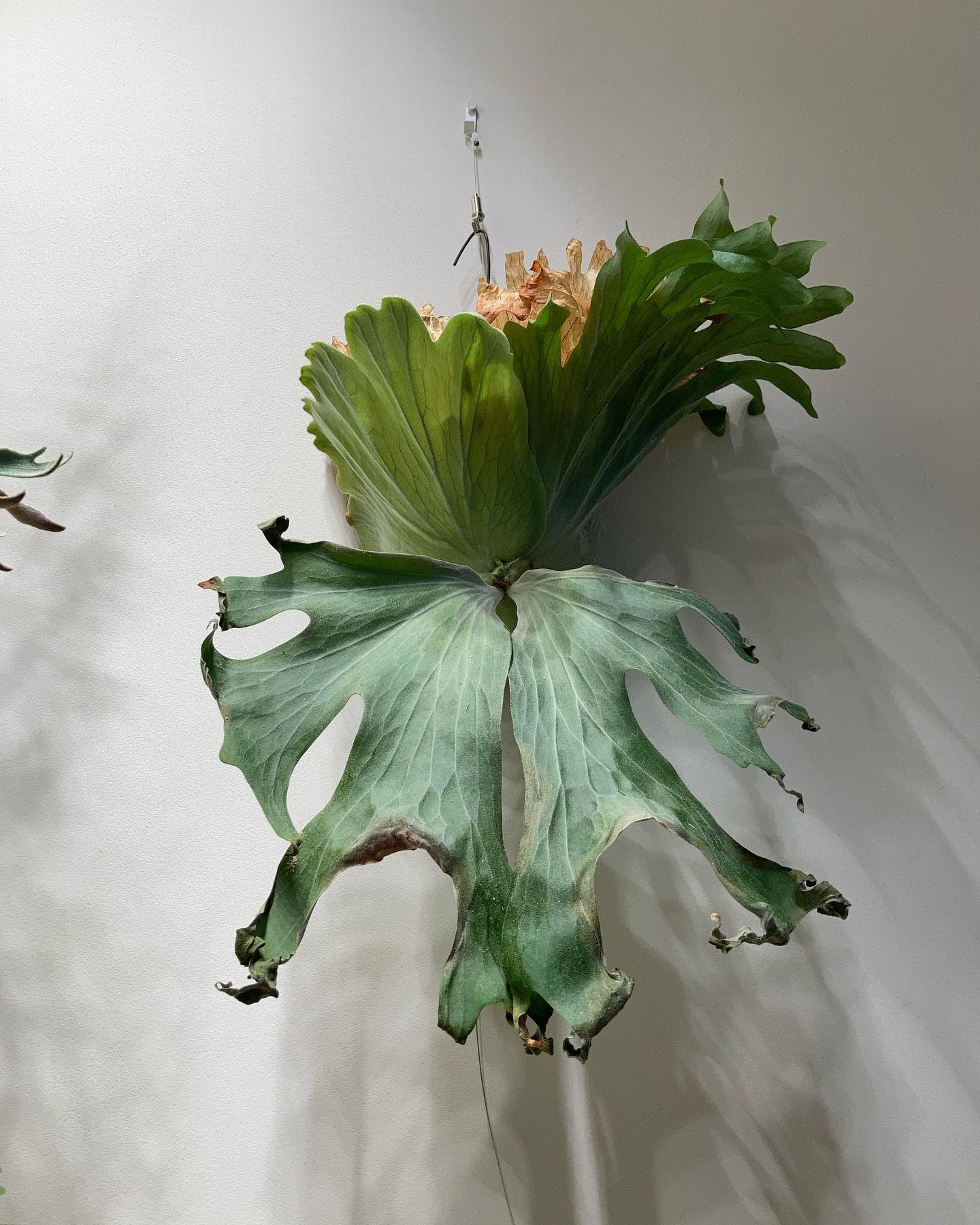 P.wallichii 我がワリチーは寝ません。 いつもギンギンのギンでございます。