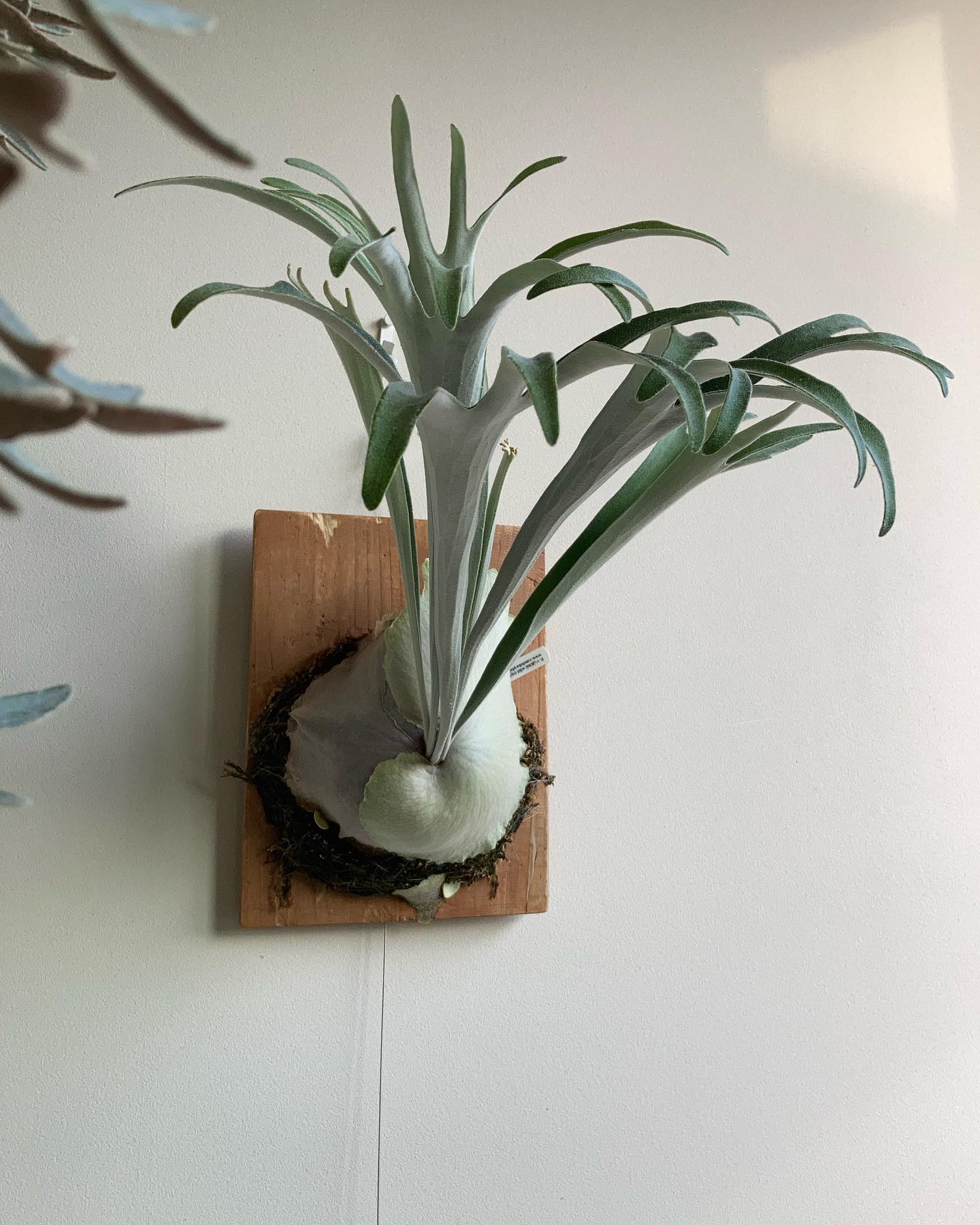 ベイチーワイルドvp16 from @vandaka_plants 尖った貯水葉待ち。 まさに足の無