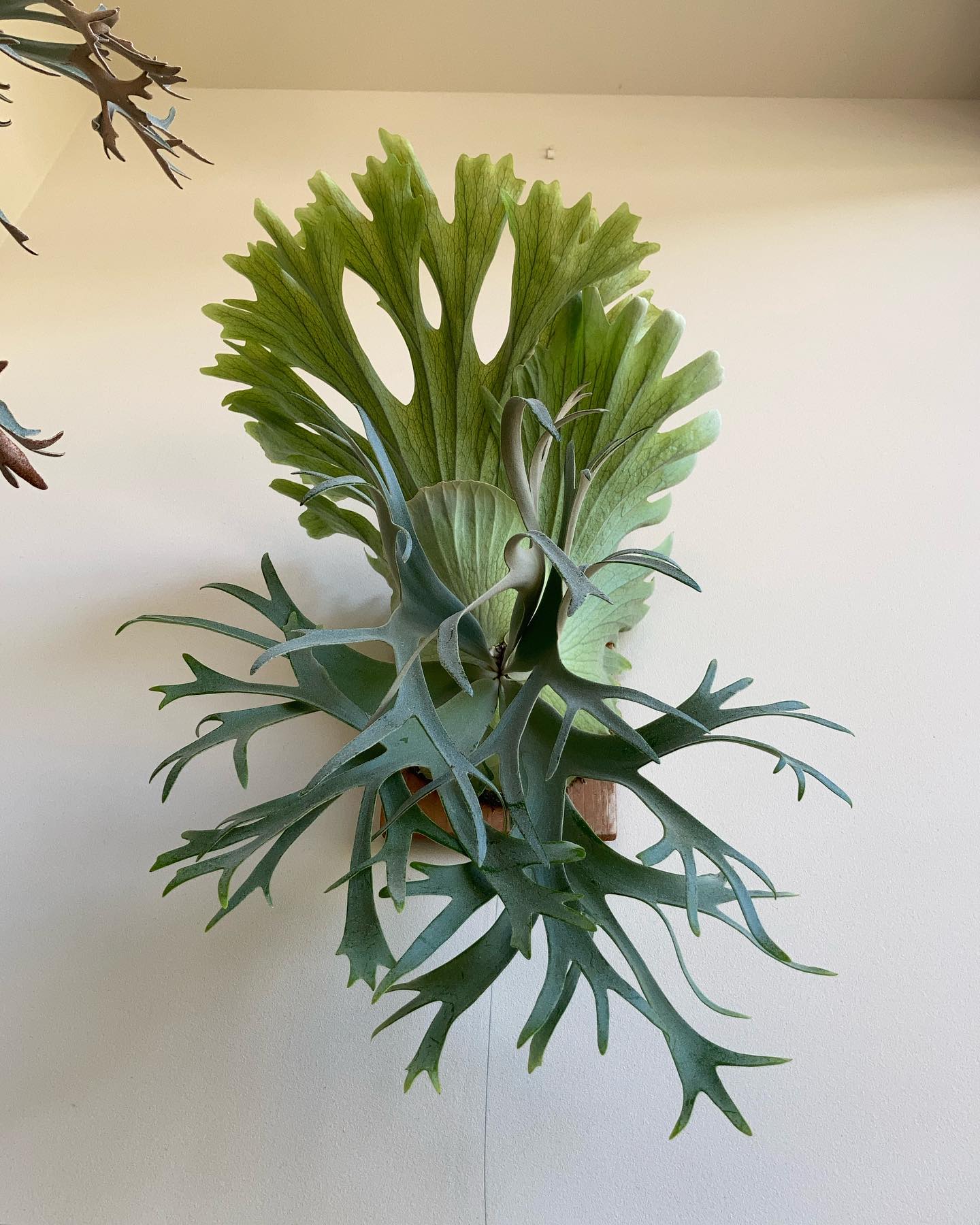 P.willinckii smurf from @katsu_hibino 小株出さんな〜