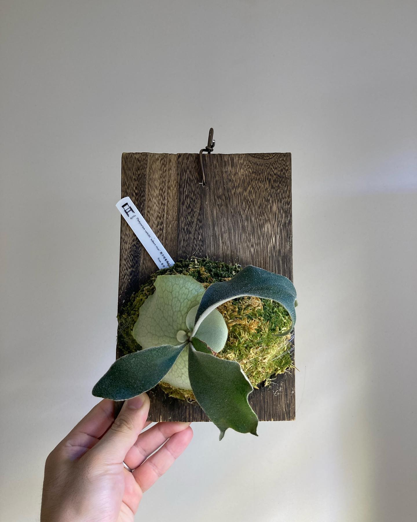 P.veitchii auburn river胞子培養＃1 アーバンリバーぽくない緑色で幅広な胞子葉