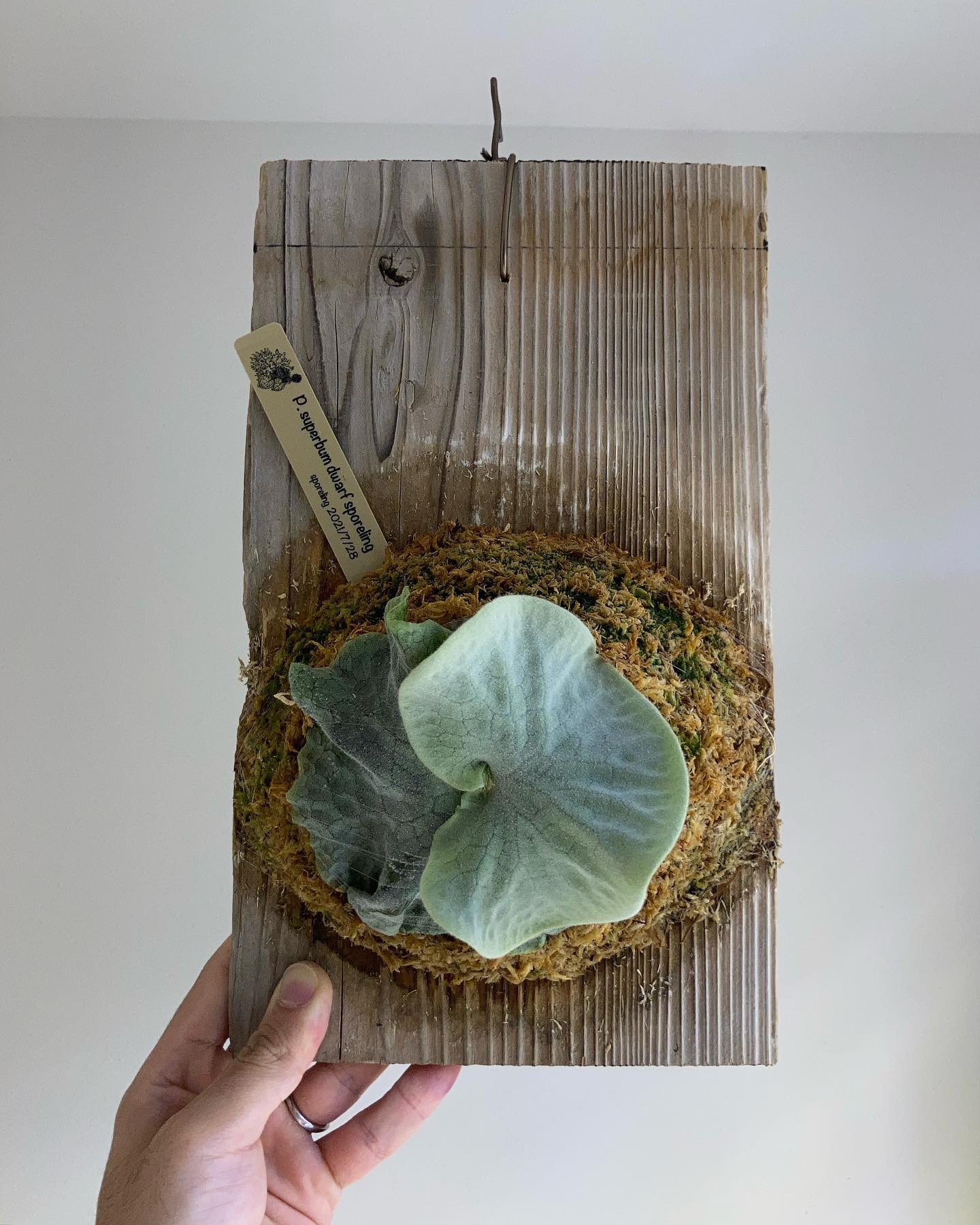 P.supernumerary dwarf sporeling from @acupom219 なん