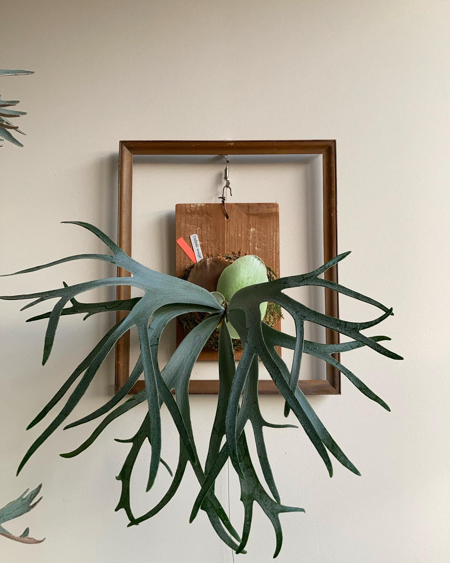 P.willinckii moonlight 楽しくなりそう。